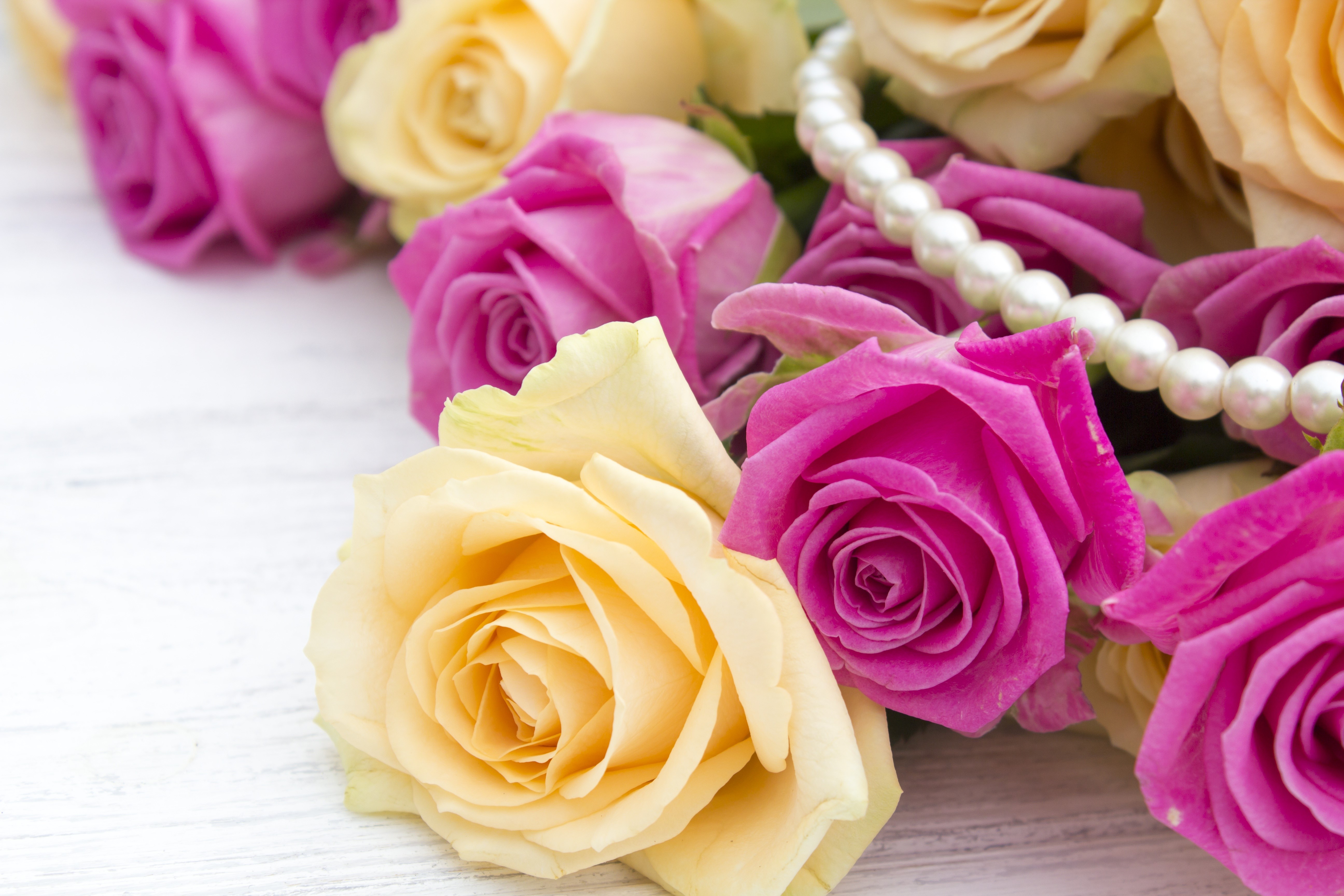 Roses and Pearls Closeup HD Wallpaper