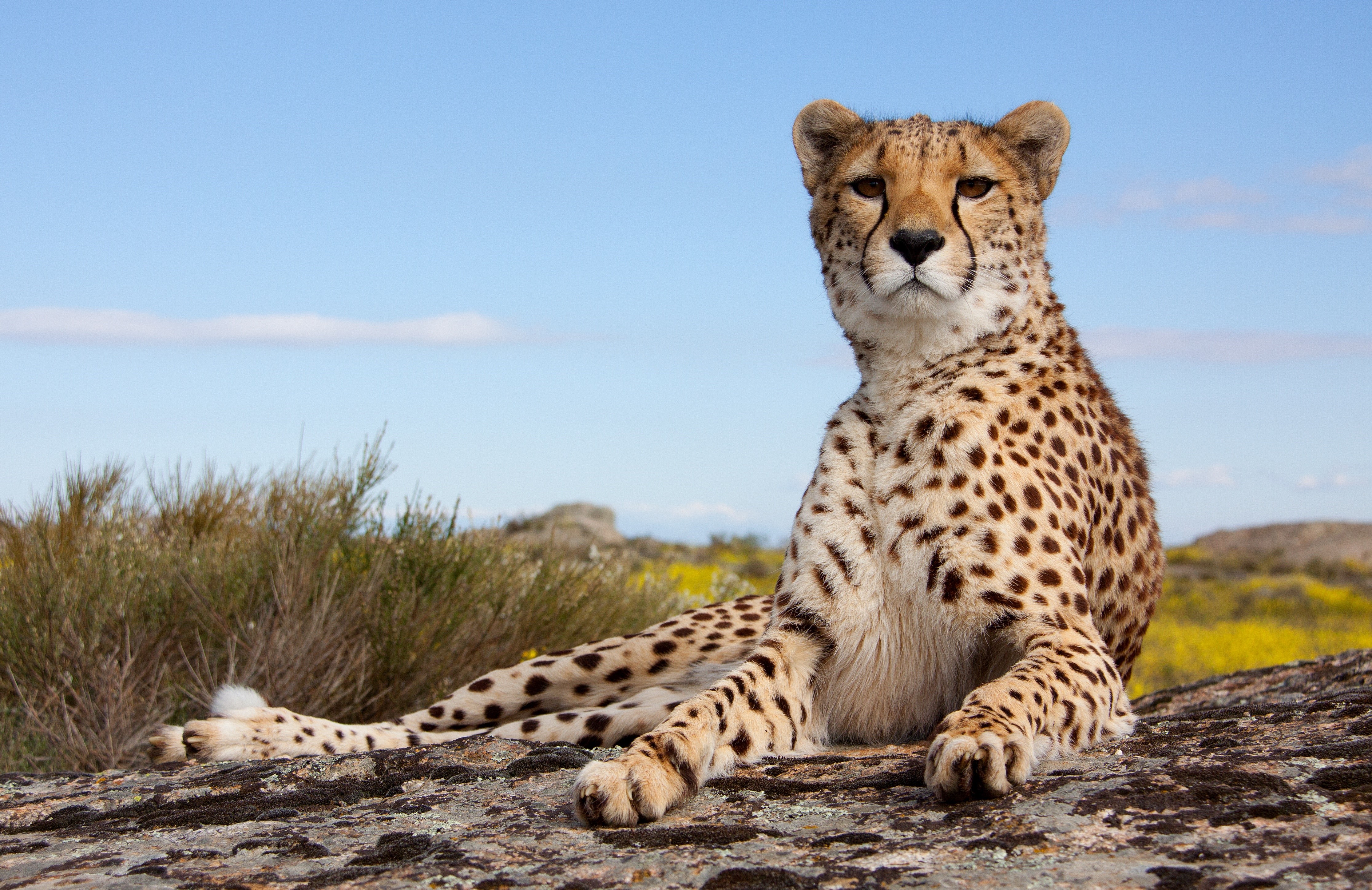 Cheetah resting on rocks HD Wallpaper
