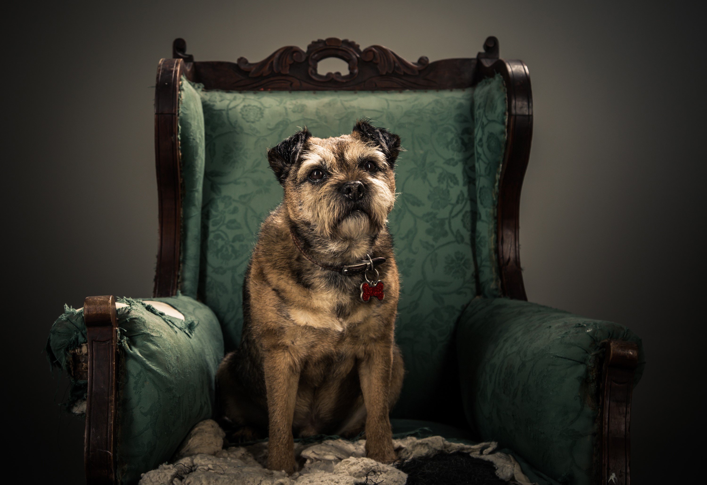 Border Terrier dog sitting on an armchair HD Wallpaper