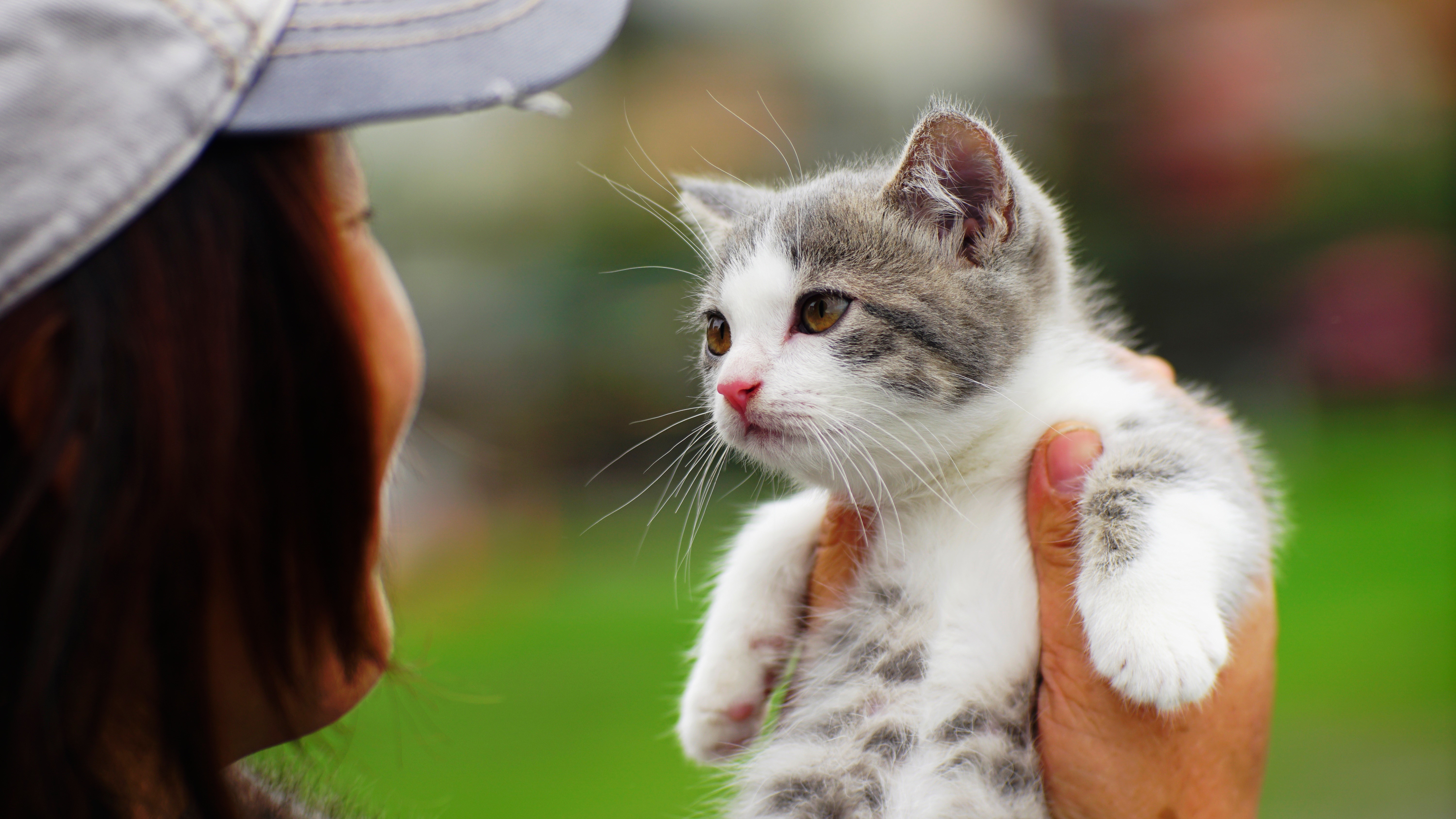 Kitten held by hands, person wearing cap HD Wallpaper