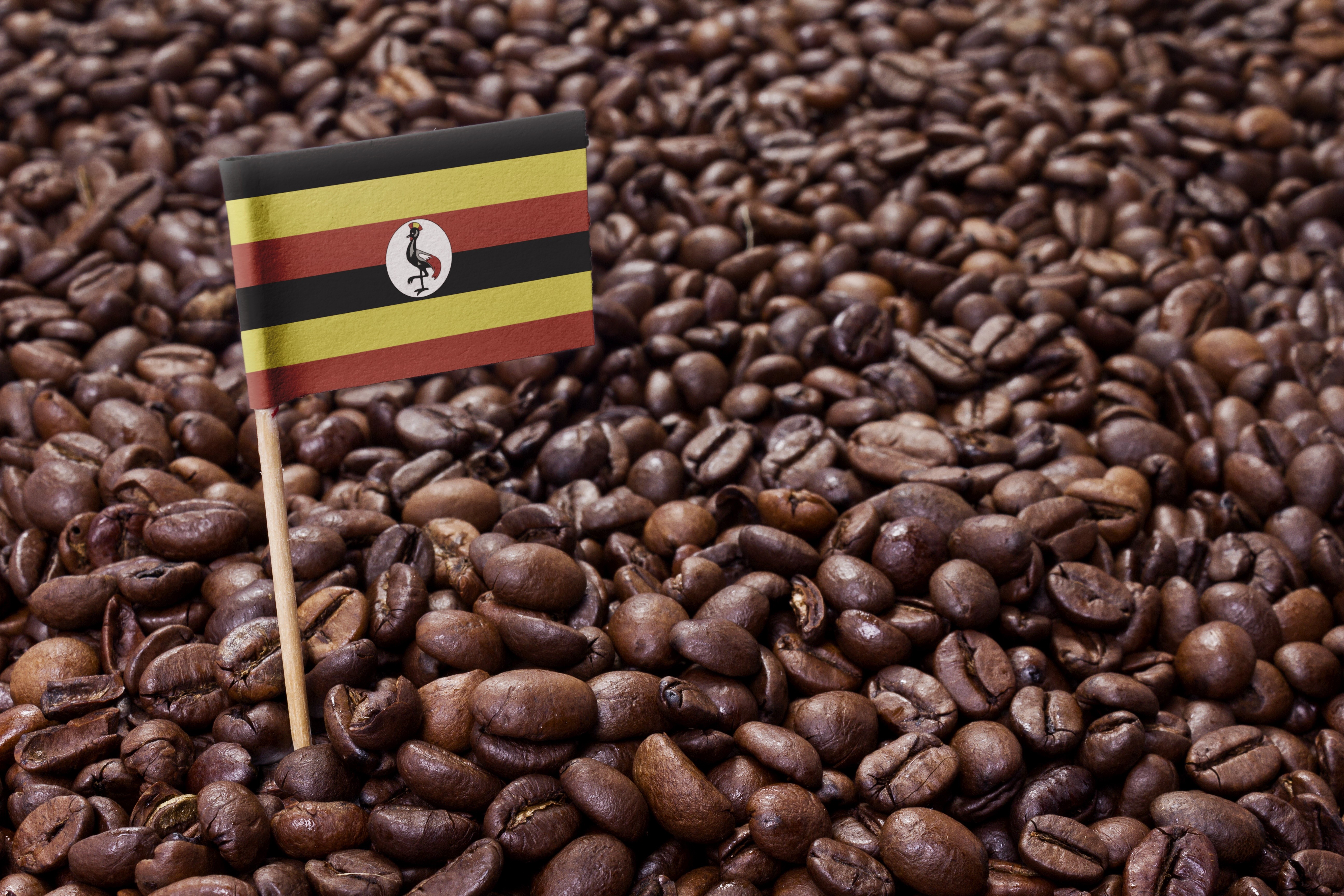 Uganda flag on coffee beans HD Wallpaper