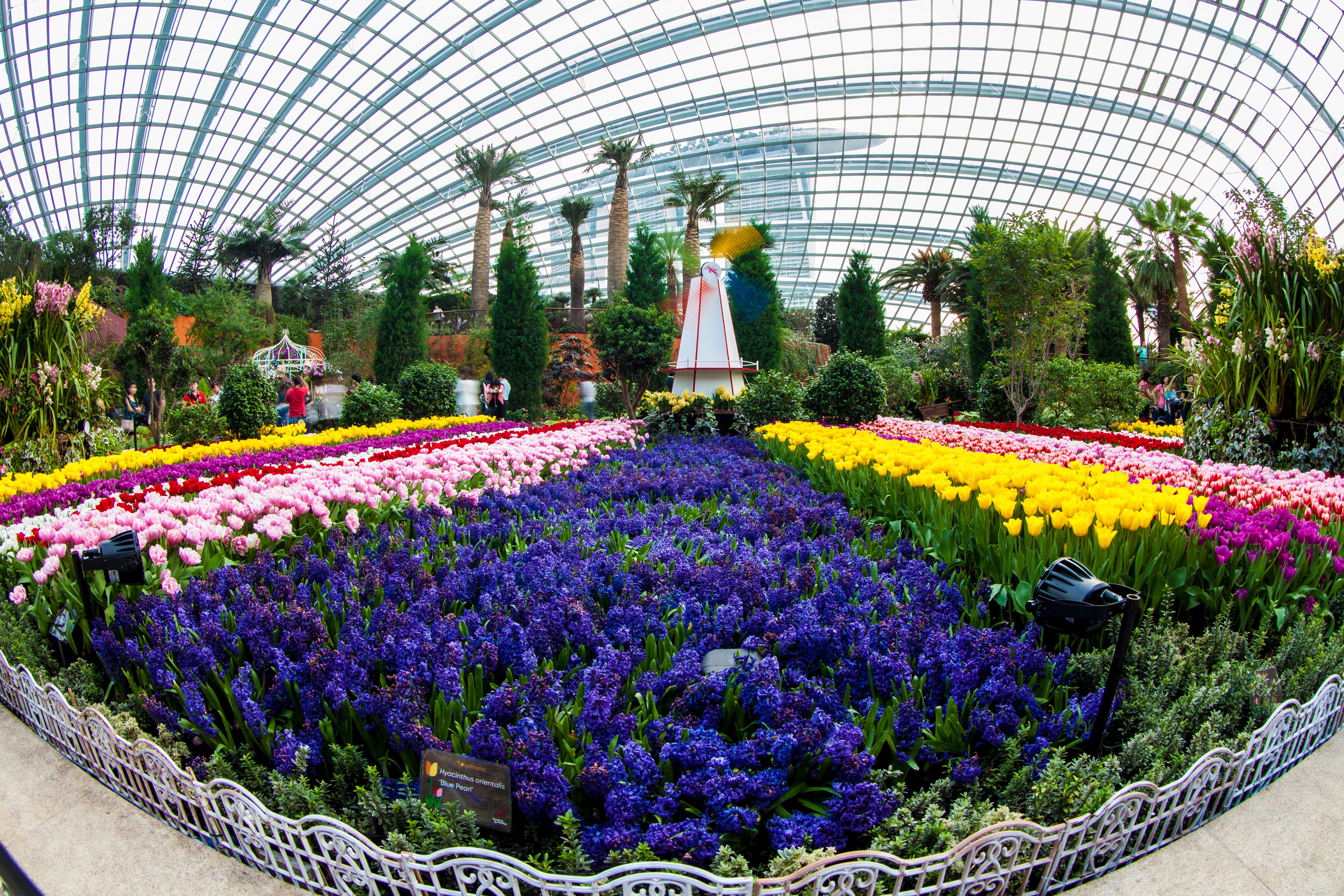 Gardens by the Bay Singapore Hyacinths and Tulips HD Wallpaper