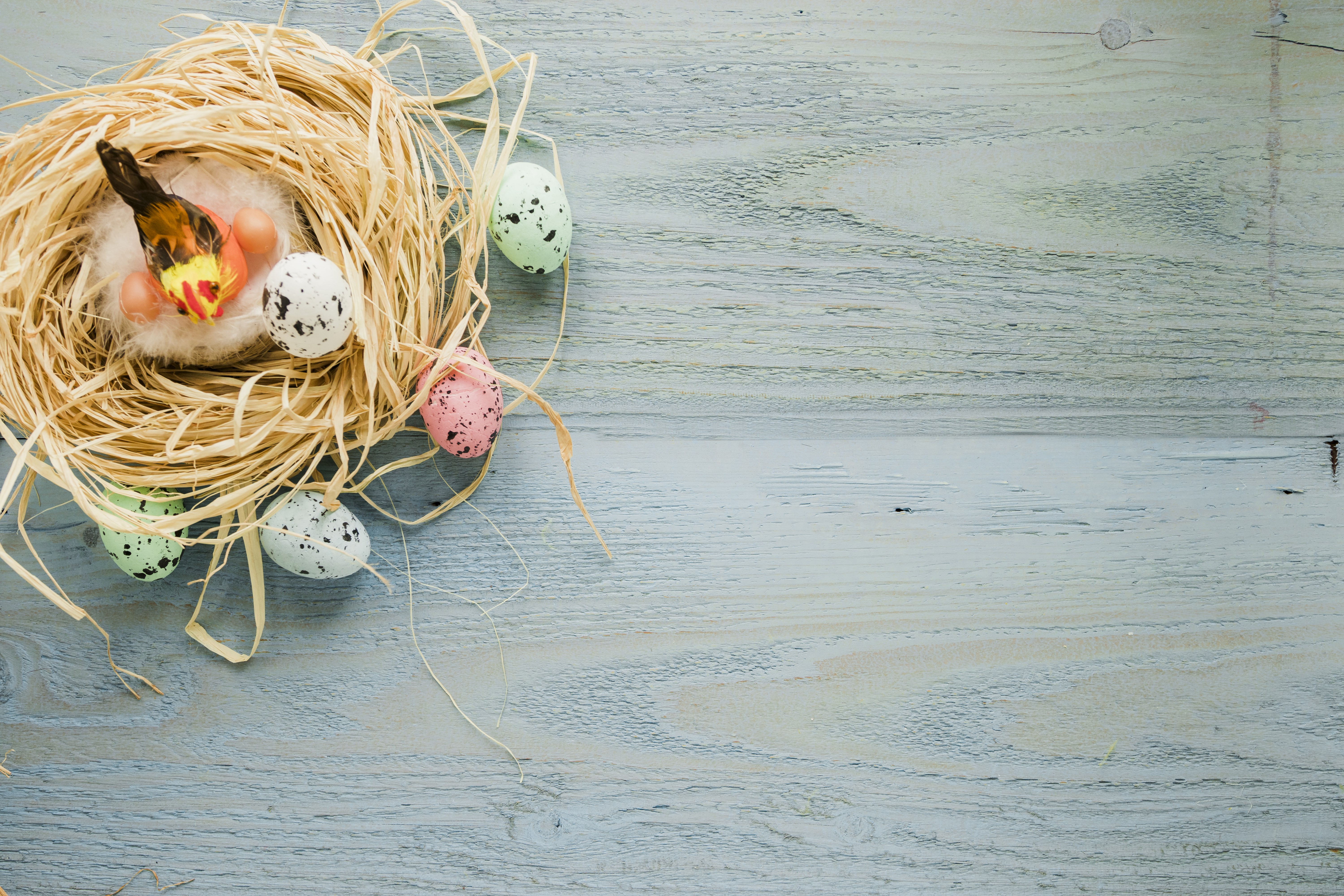 Easter Nest with Bird and Eggs on Wood Planks HD Wallpaper
