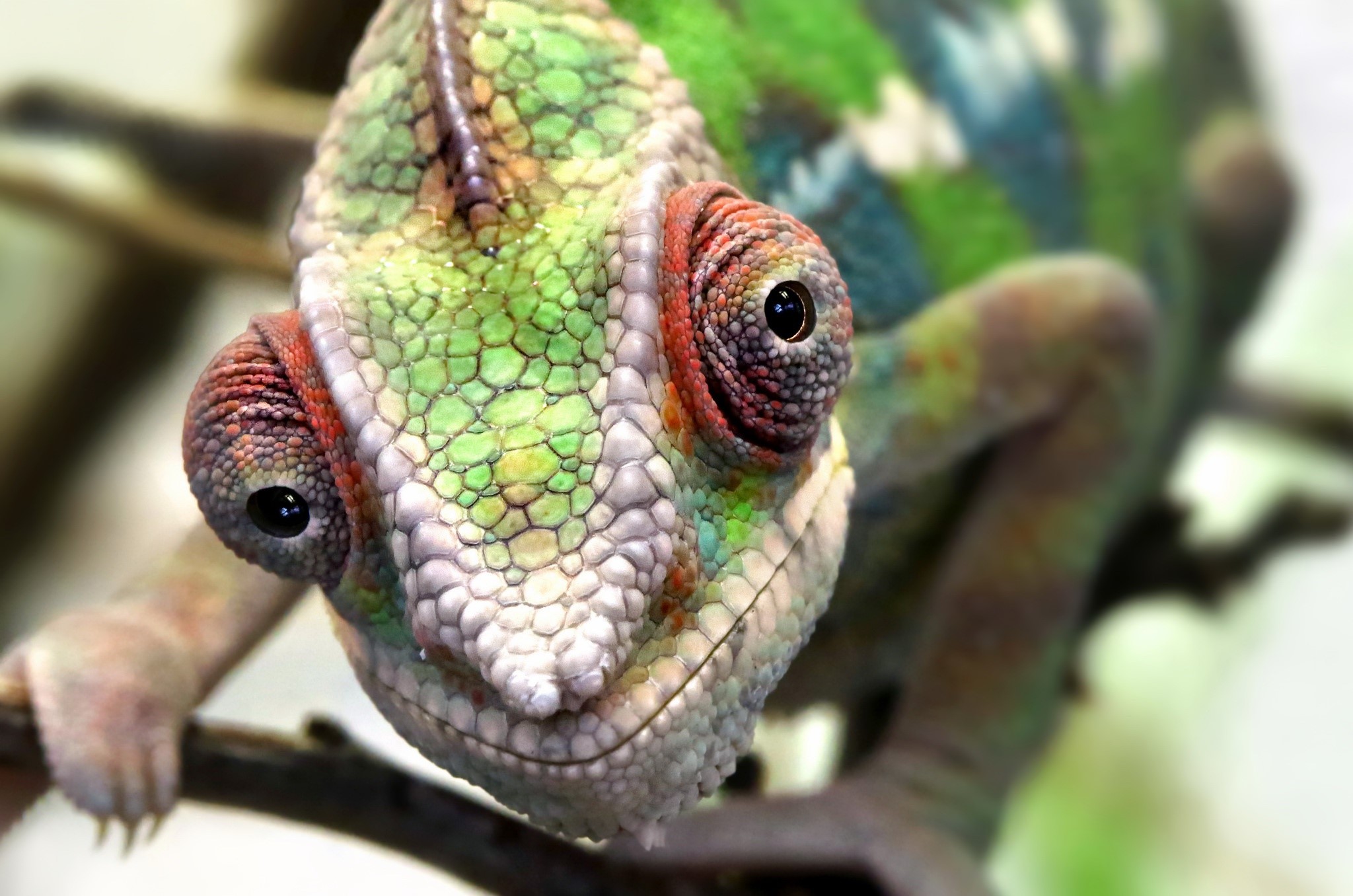 Chameleon head with large eyes on a branch HD Wallpaper