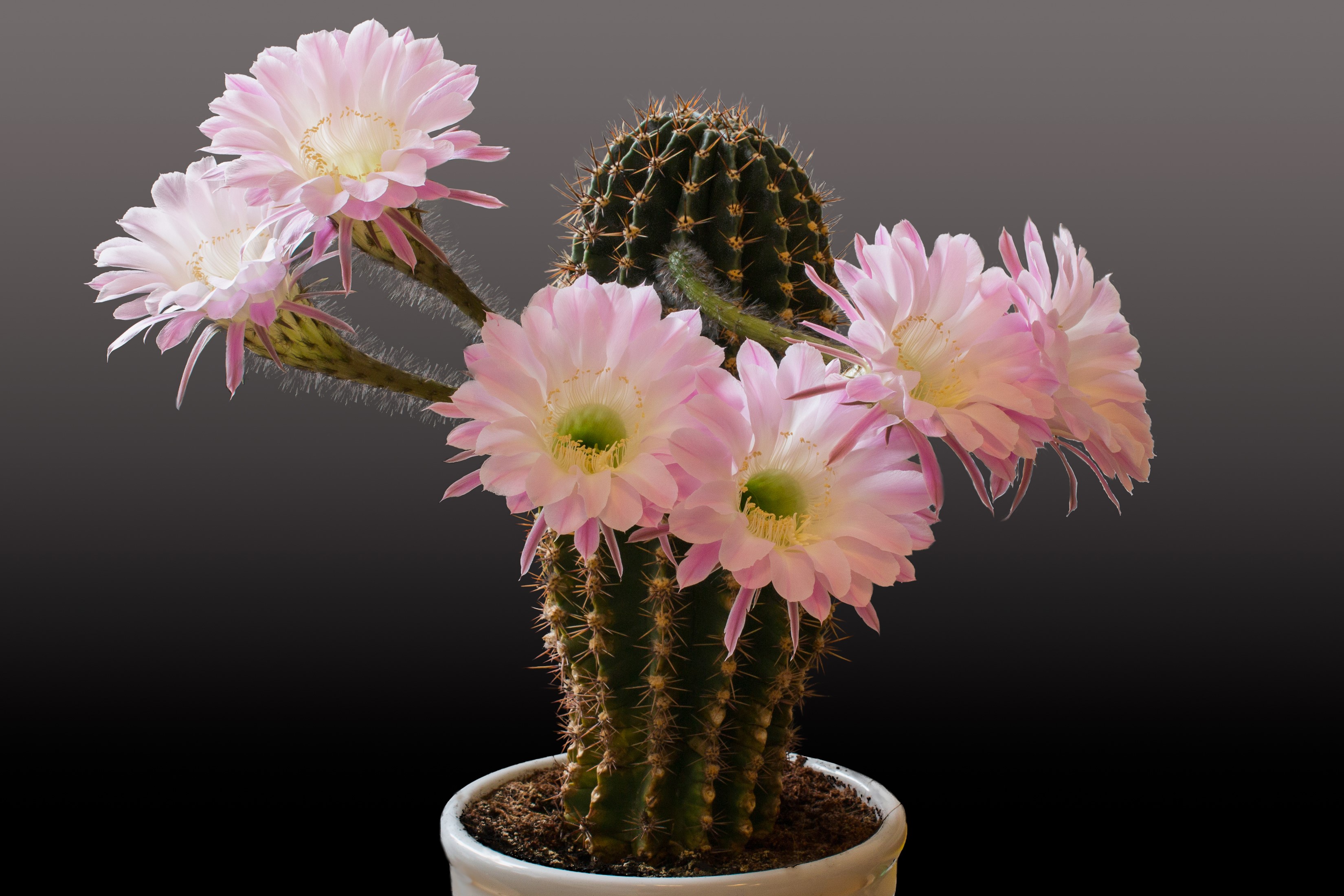 Pink Cactus Flowers Blooming on a Gray Background HD Wallpaper