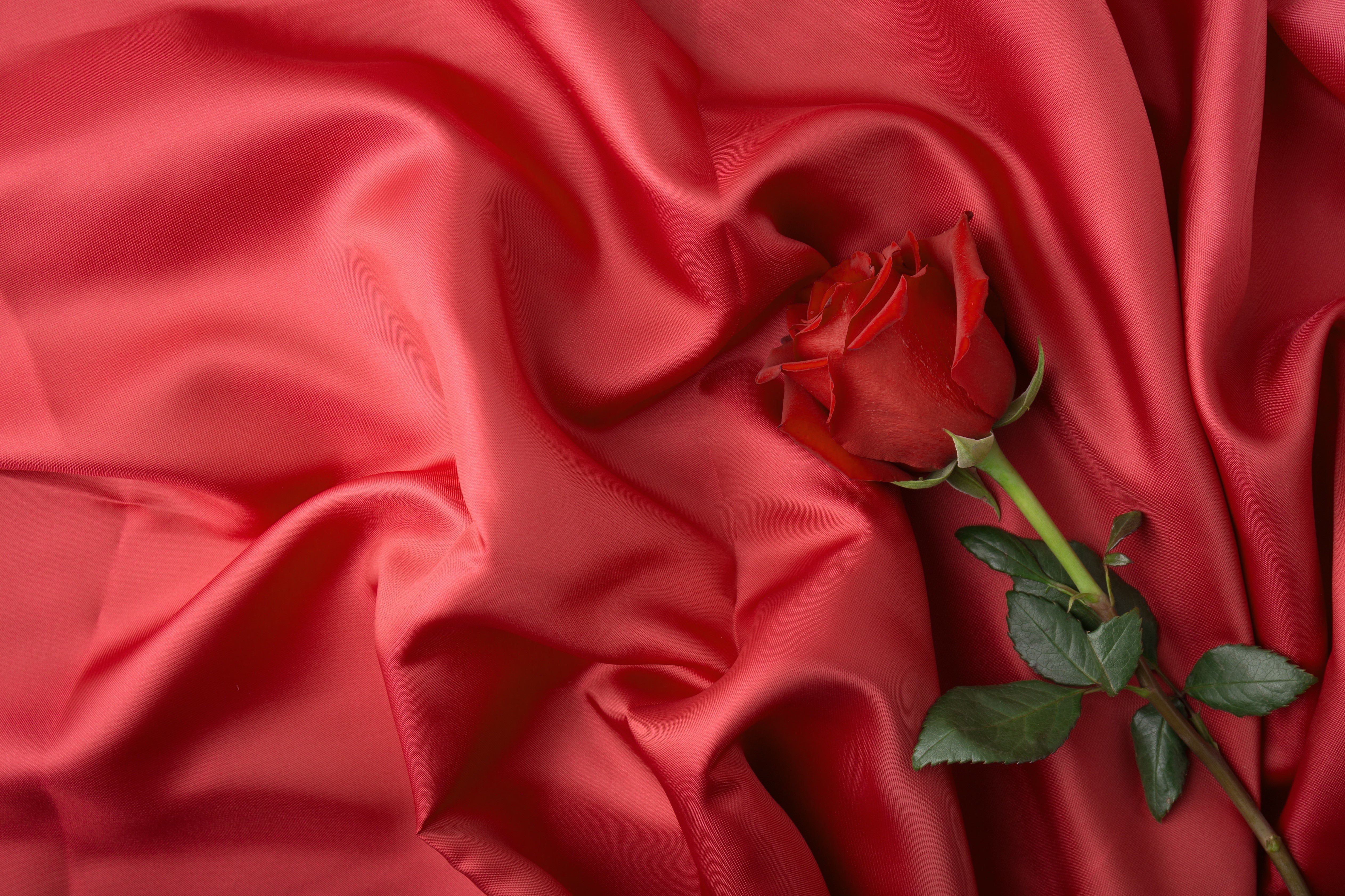 Red Rose on Red Silk Fabric HD Wallpaper