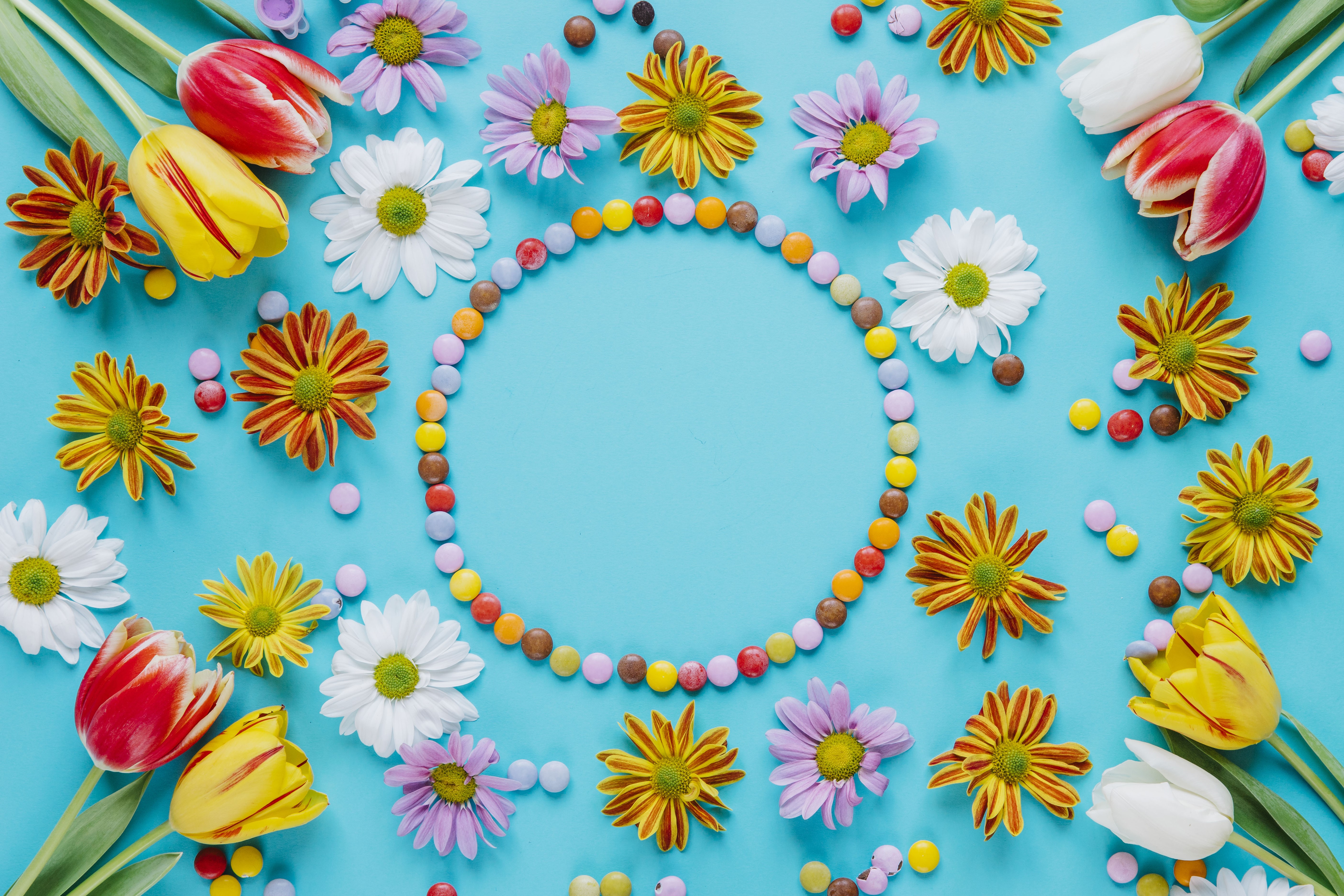 Tulips and Chrysanthemums with Candy on Blue Background HD Wallpaper