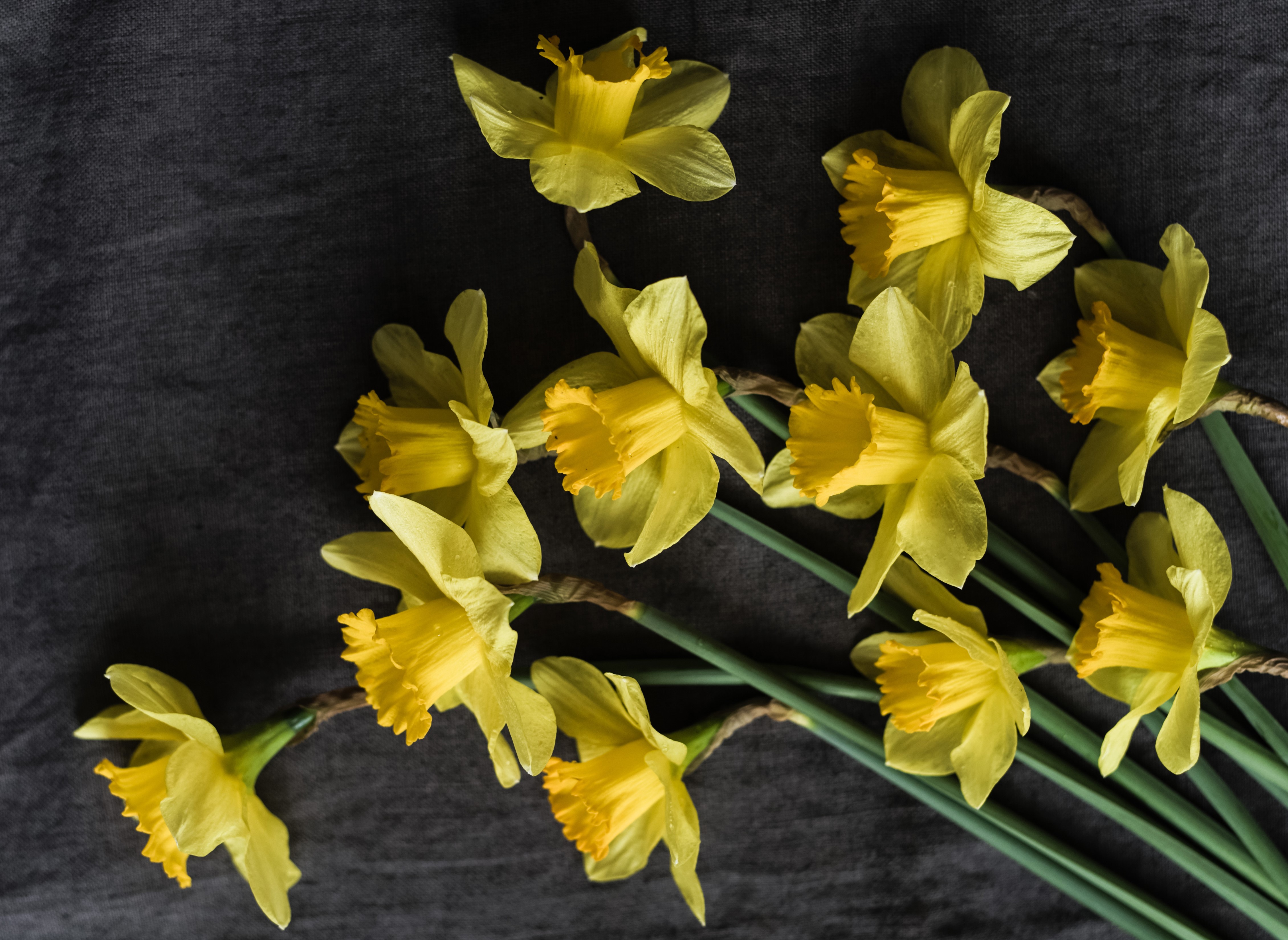Yellow Daffodils on Gray Background HD Wallpaper