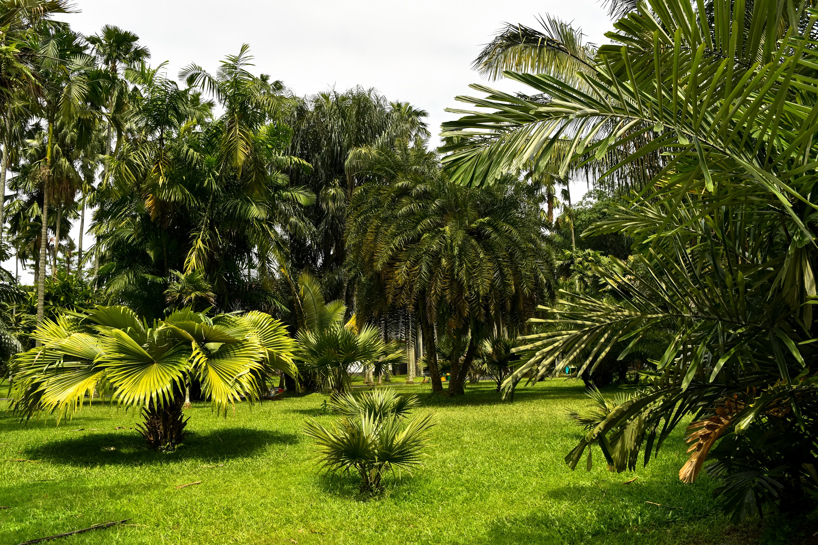 Palm trees in a park in Bogor, Indonesia HD Wallpaper