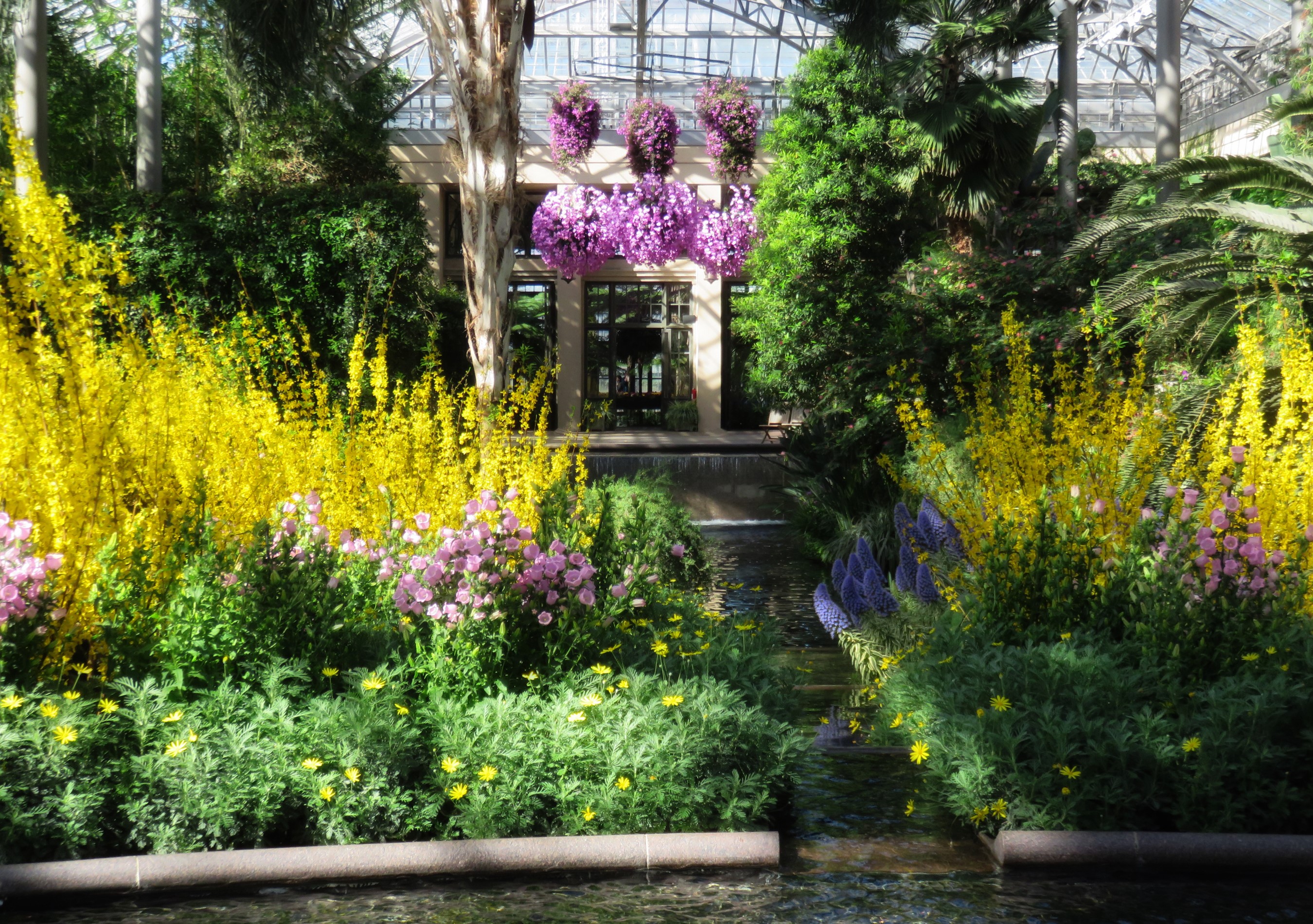 Longwood Gardens Conservatory with Yellow and Purple Flowers HD Wallpaper