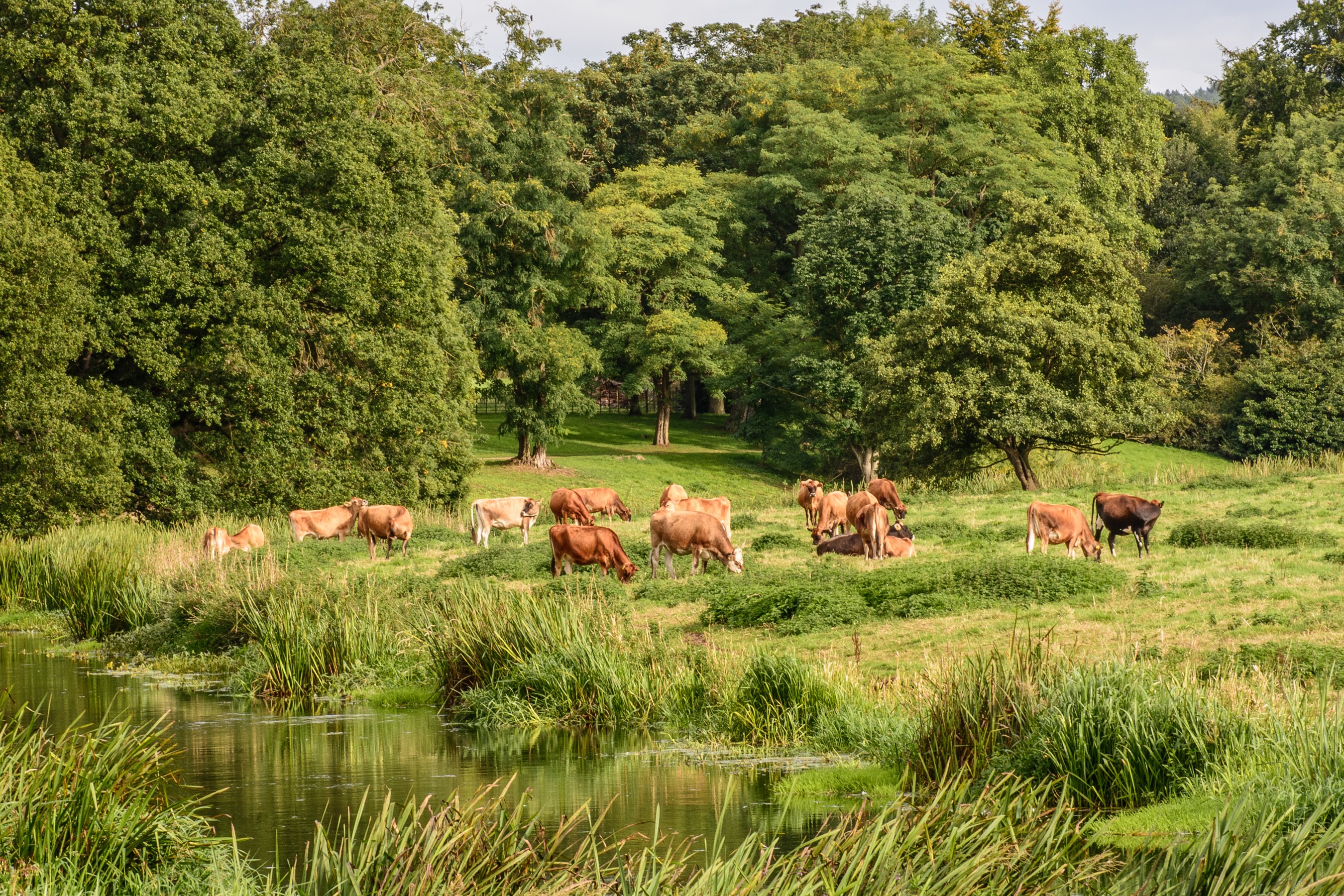 Cows grazing in a field by a river in England HD Wallpaper