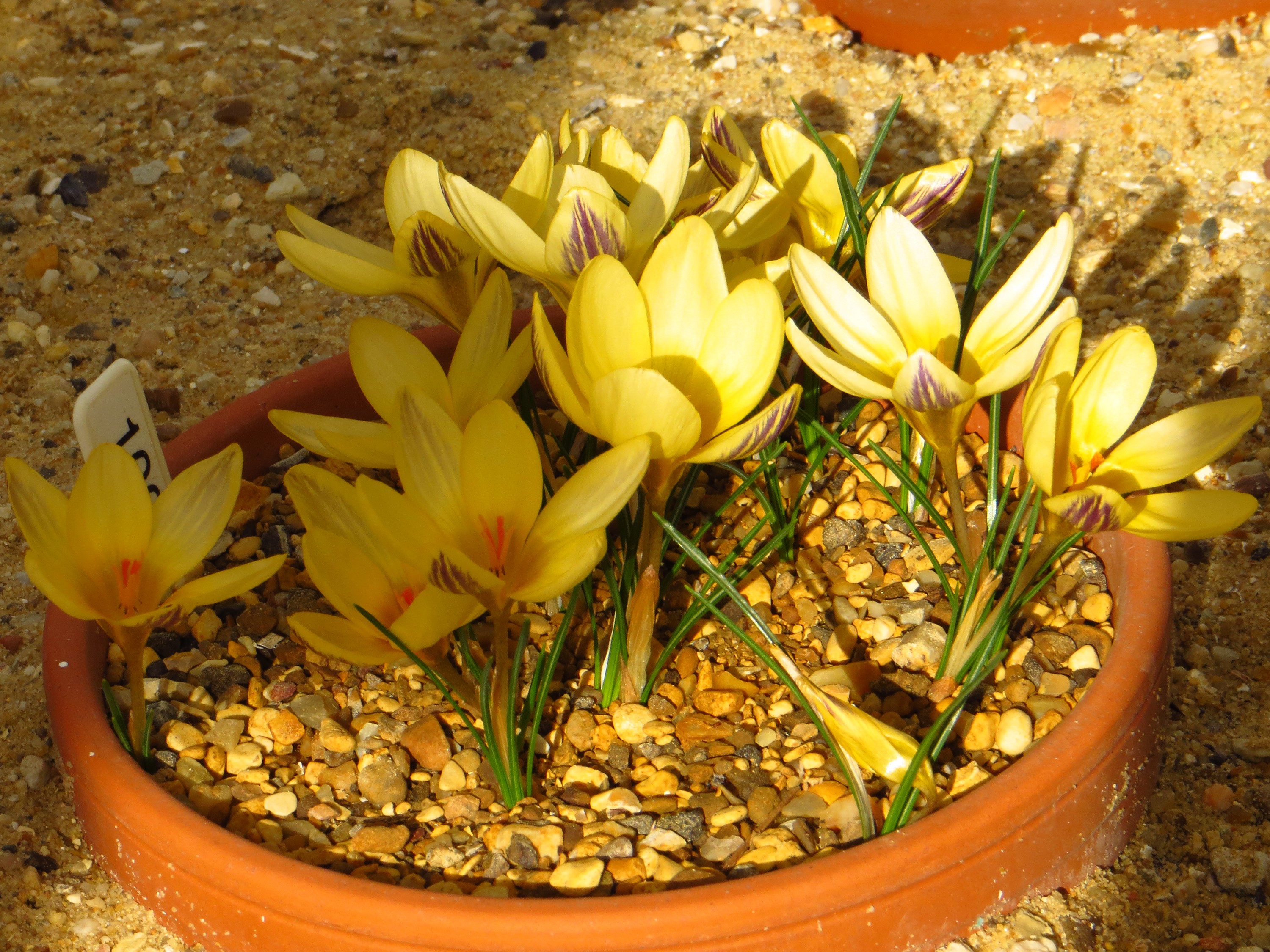 Yellow crocuses with purple stripes in a pot HD Wallpaper