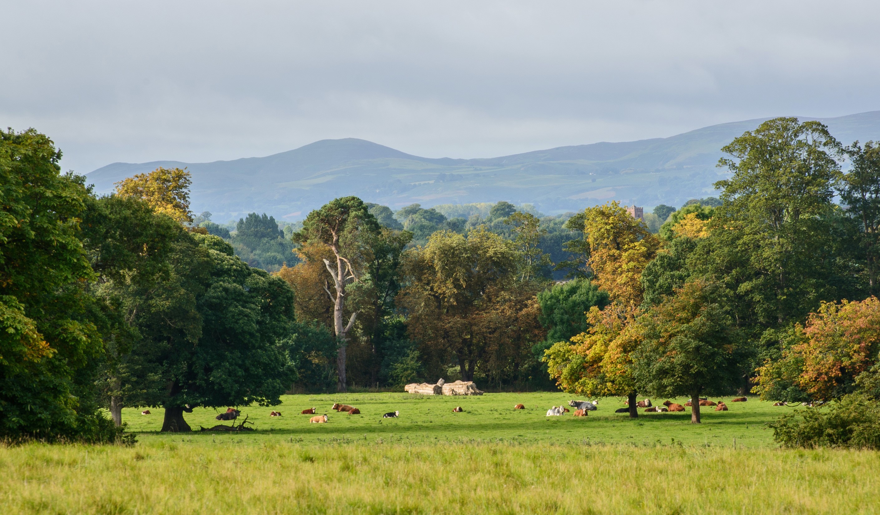 Attingham Park, England with cows and trees HD Wallpaper