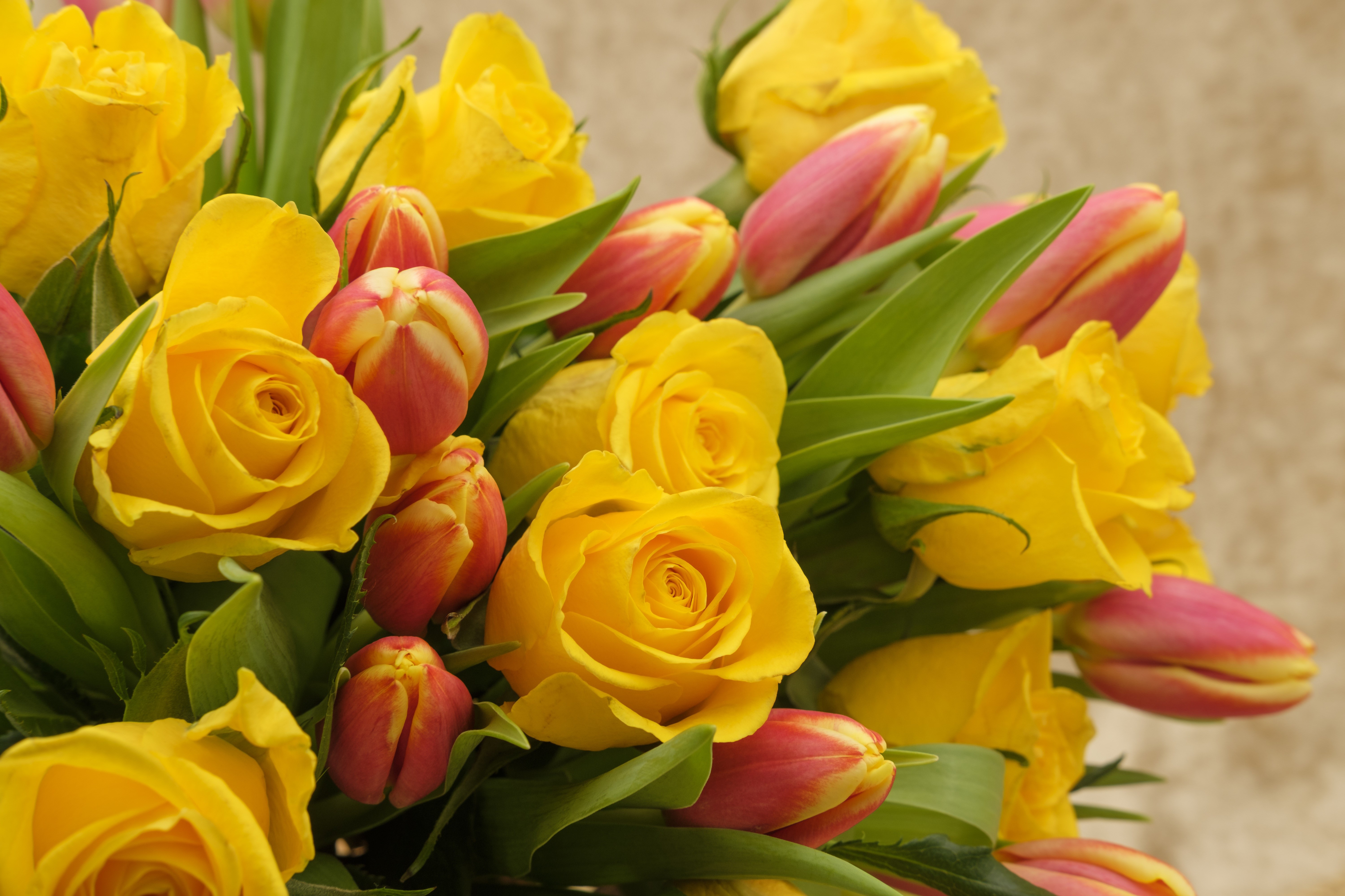 Yellow Roses and Pink Tulips Bouquet HD Wallpaper