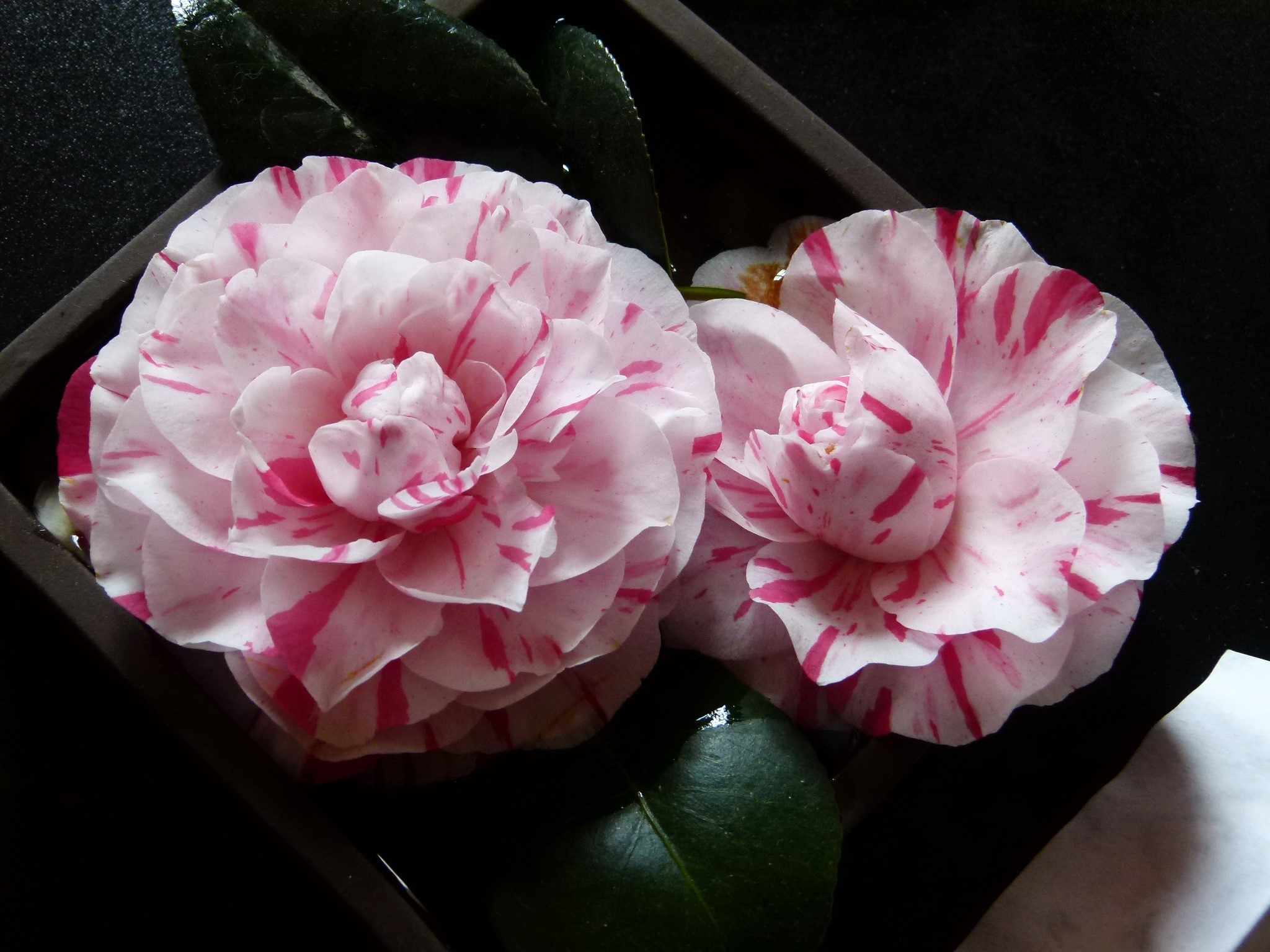 Two pink and white camellia flowers HD Wallpaper