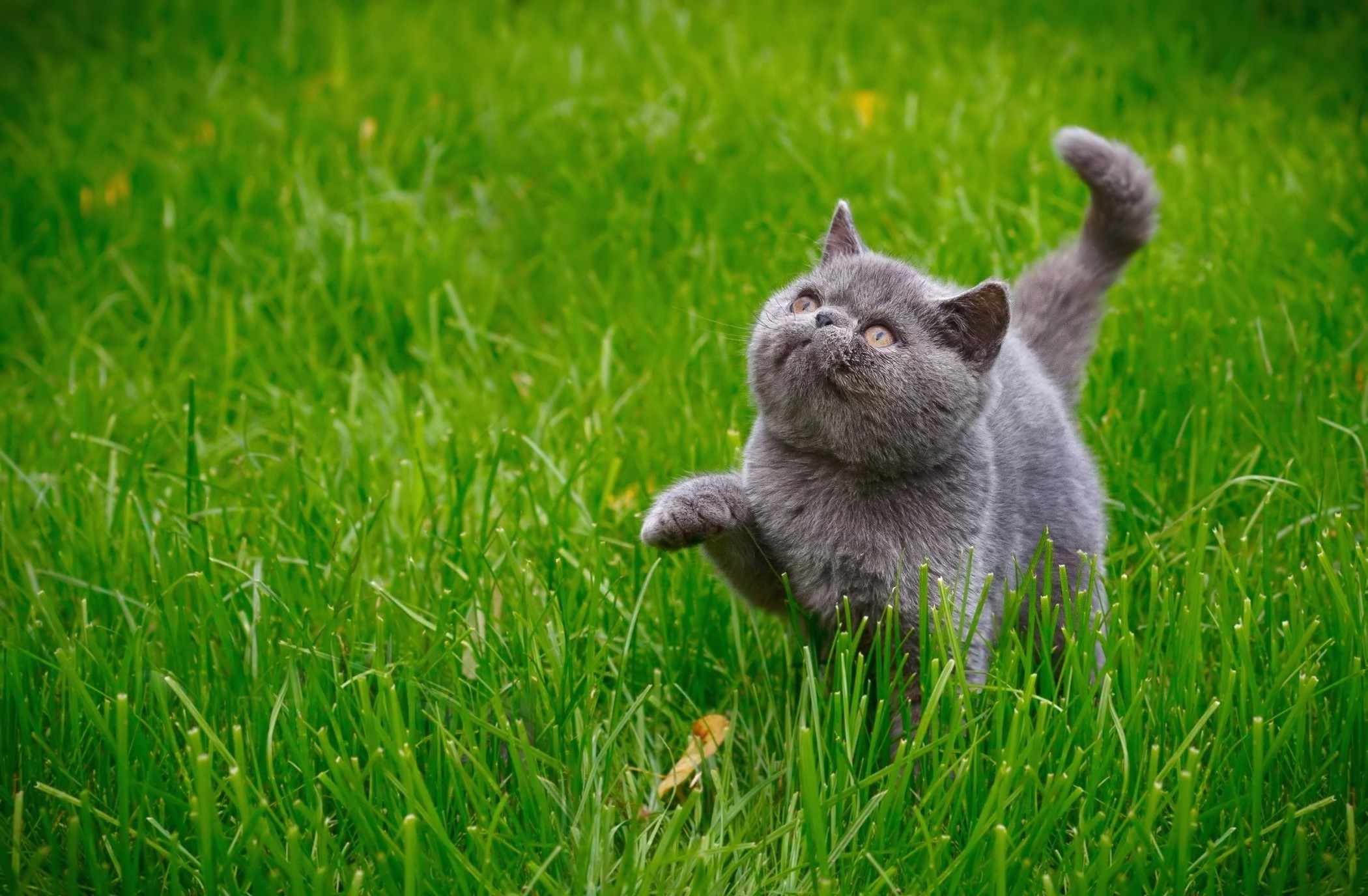 A grey kitten playing in green grass HD Wallpaper