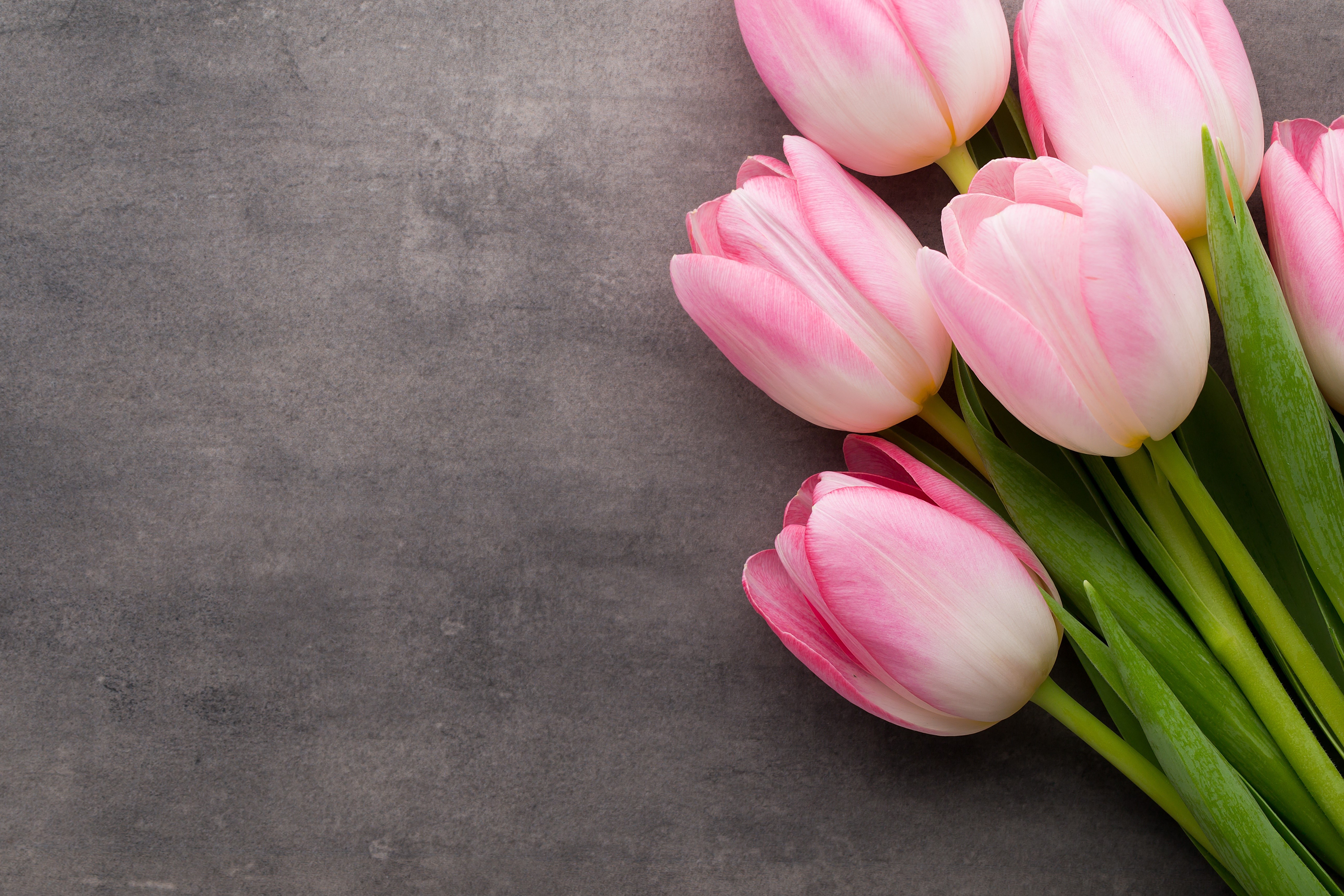 Pink Tulips on a Dark Gray Surface HD Wallpaper