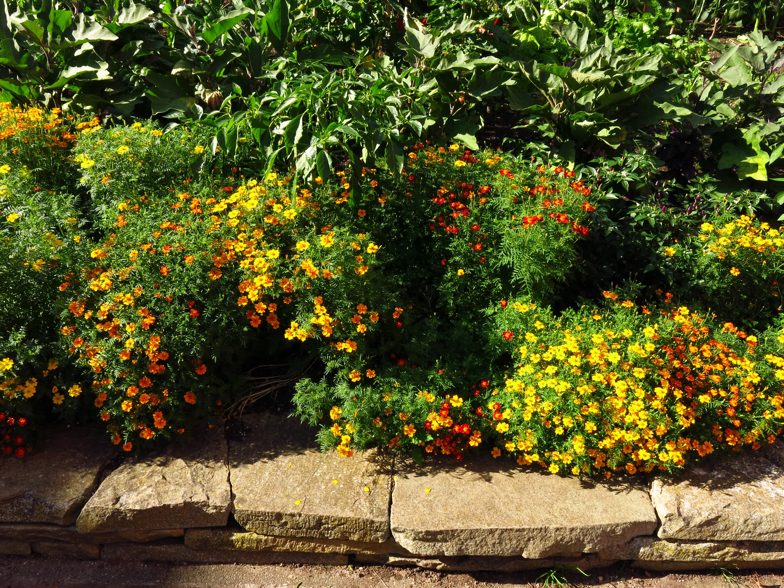 Marigolds in a garden with stone wall HD Wallpaper