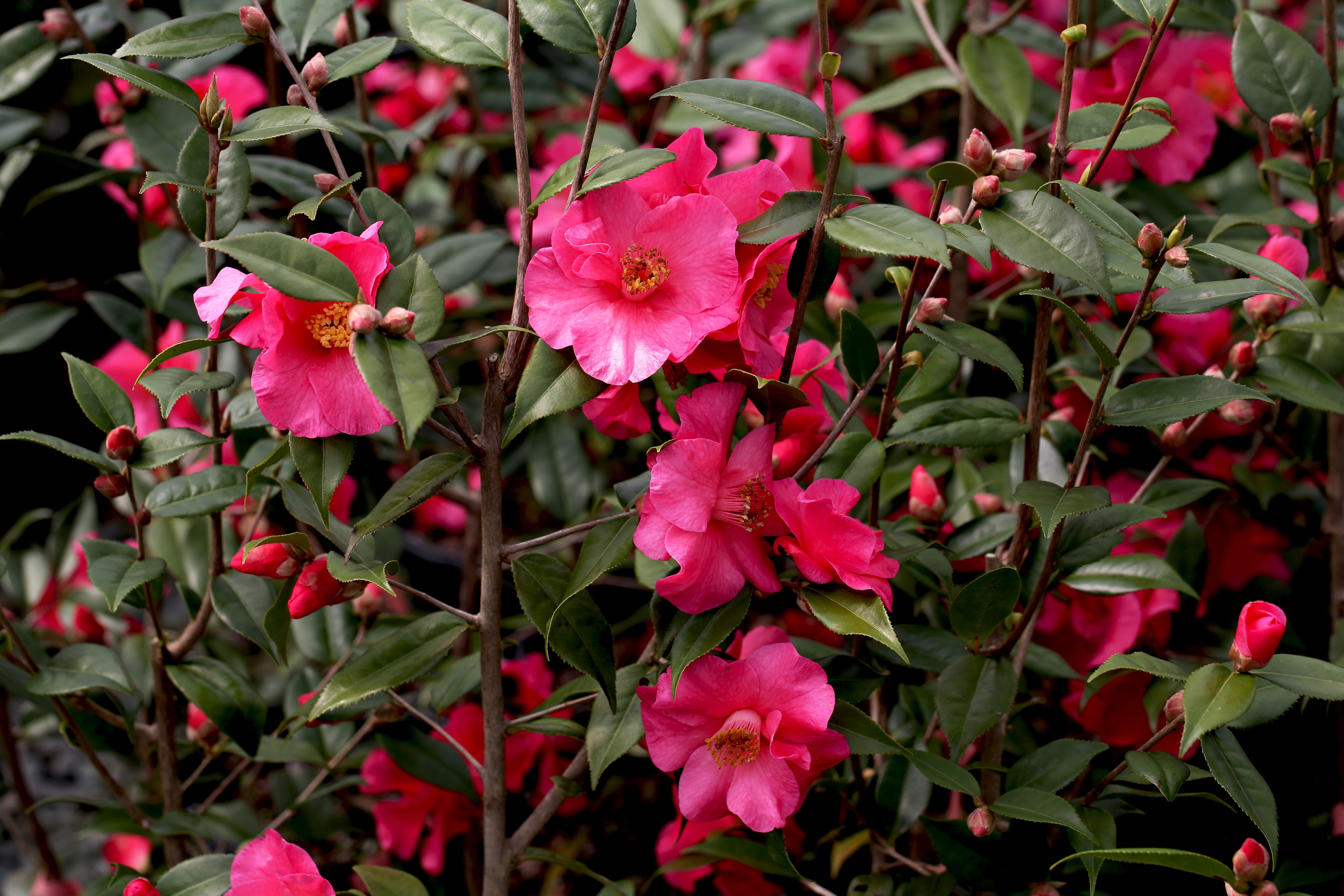 Camellia with pink flowers and buds HD Wallpaper
