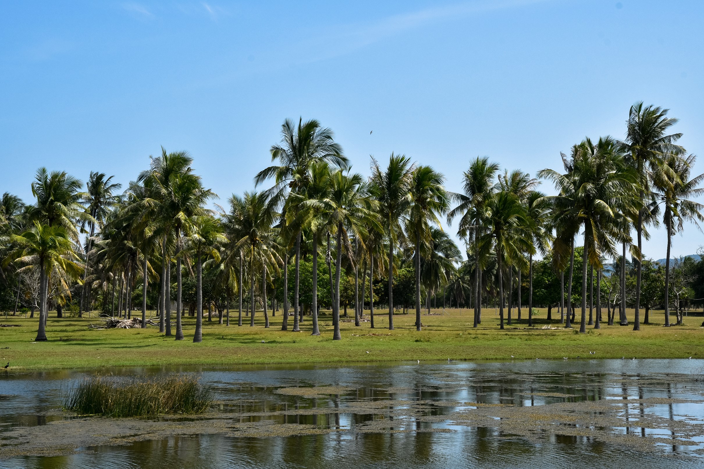 Coconut palms line a grassy field near a body of water under a blue sky. HD Wallpaper