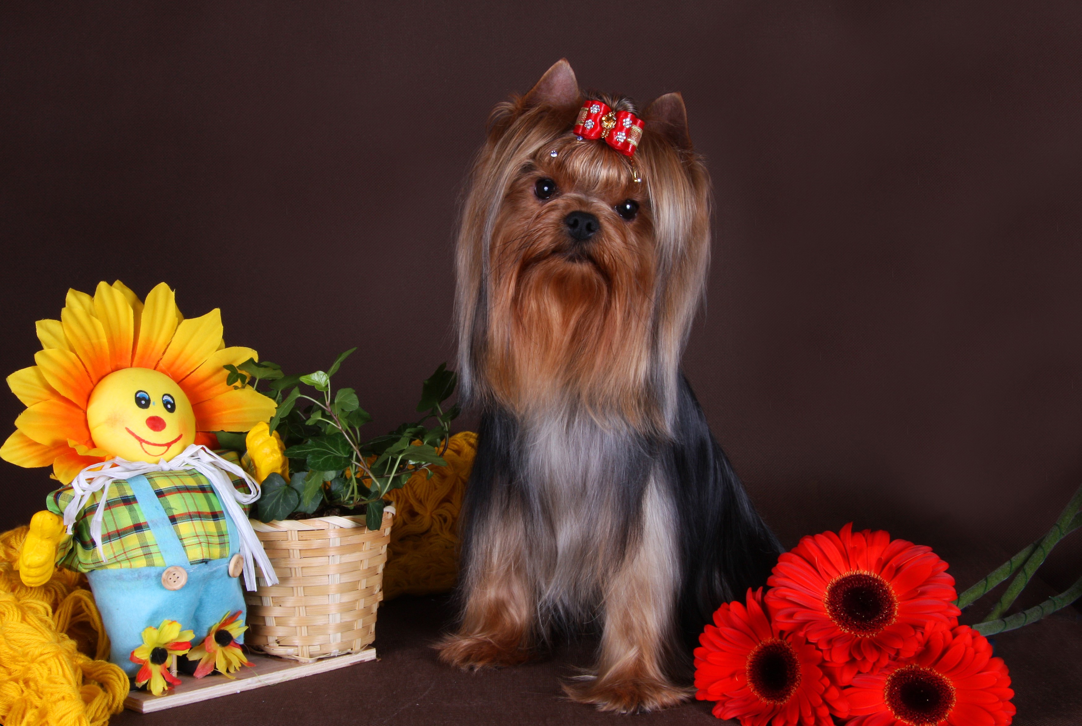 Yorkshire Terrier with Flowers and Toy HD Wallpaper