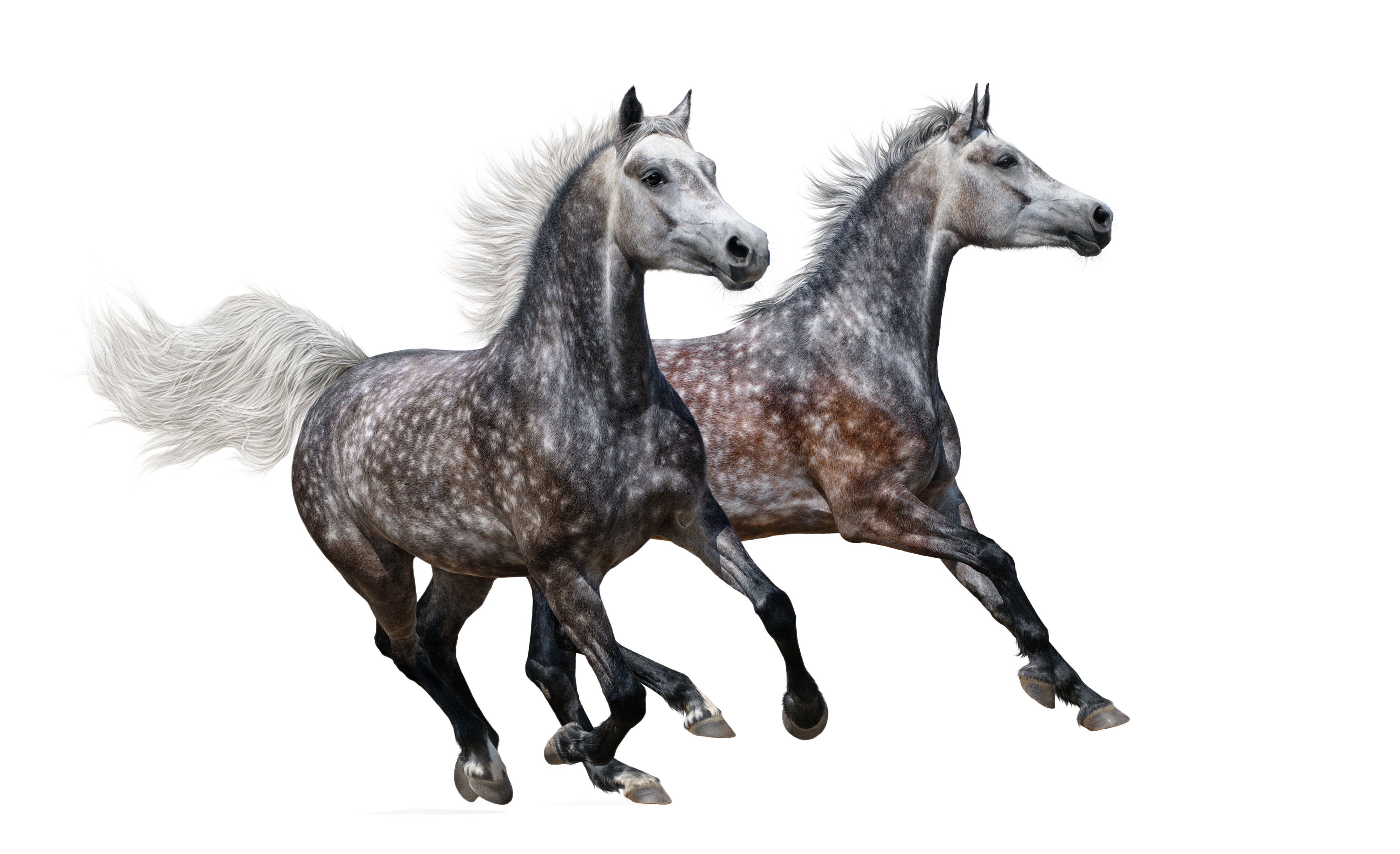 Two dappled grey horses running on a white background HD Wallpaper