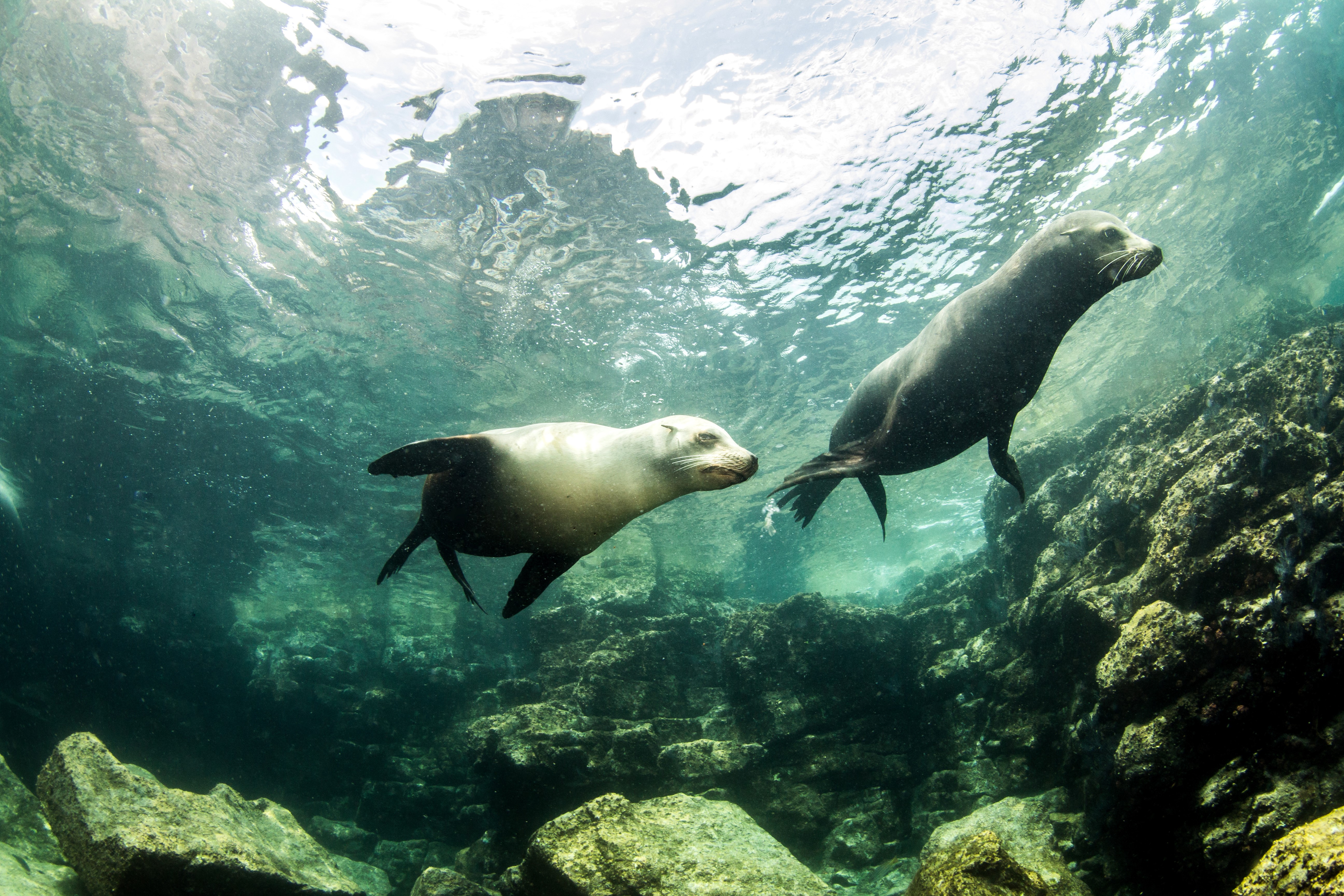Two seals swimming underwater near rocks HD Wallpaper