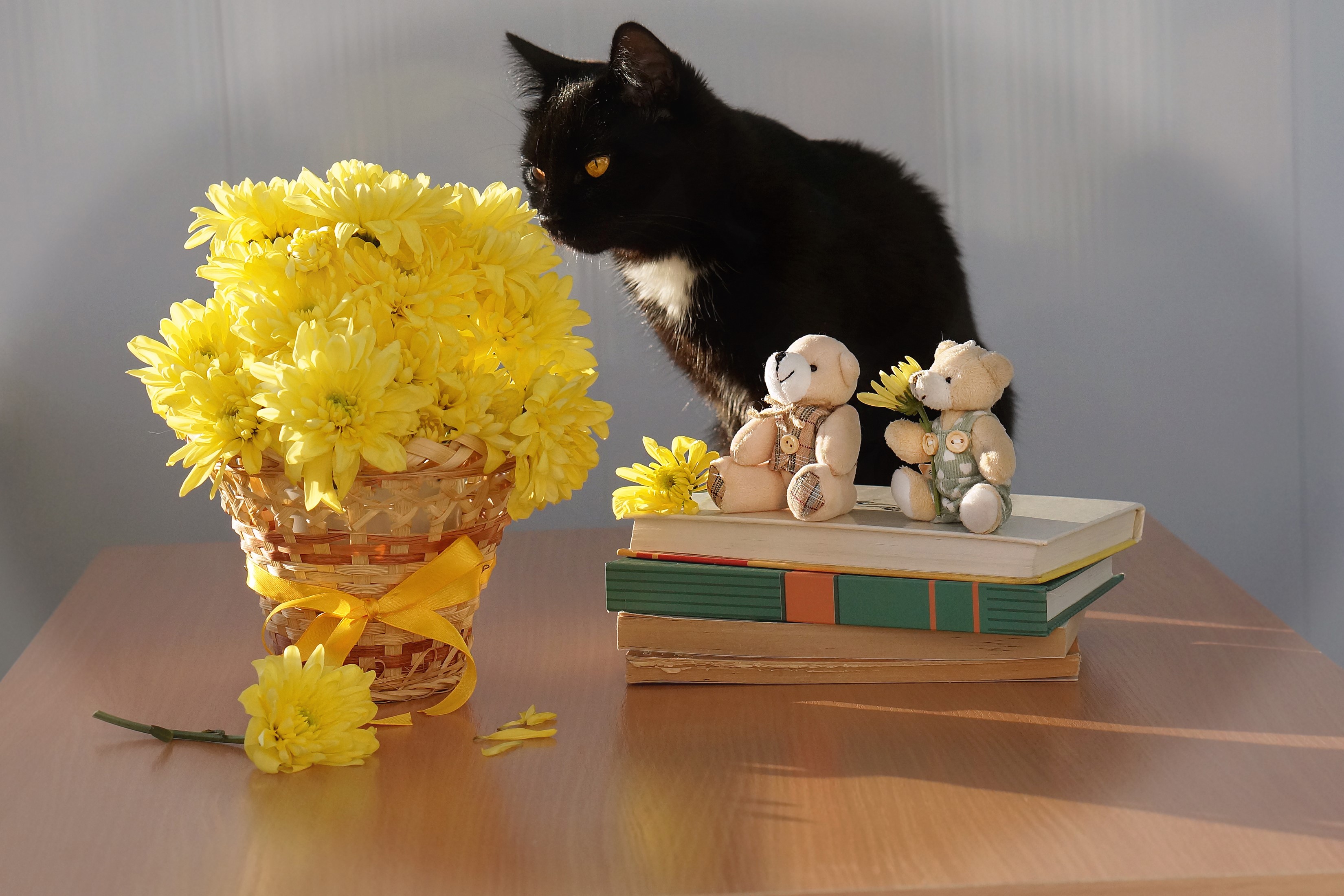 Black cat with yellow chrysanthemums and teddy bears on books HD Wallpaper