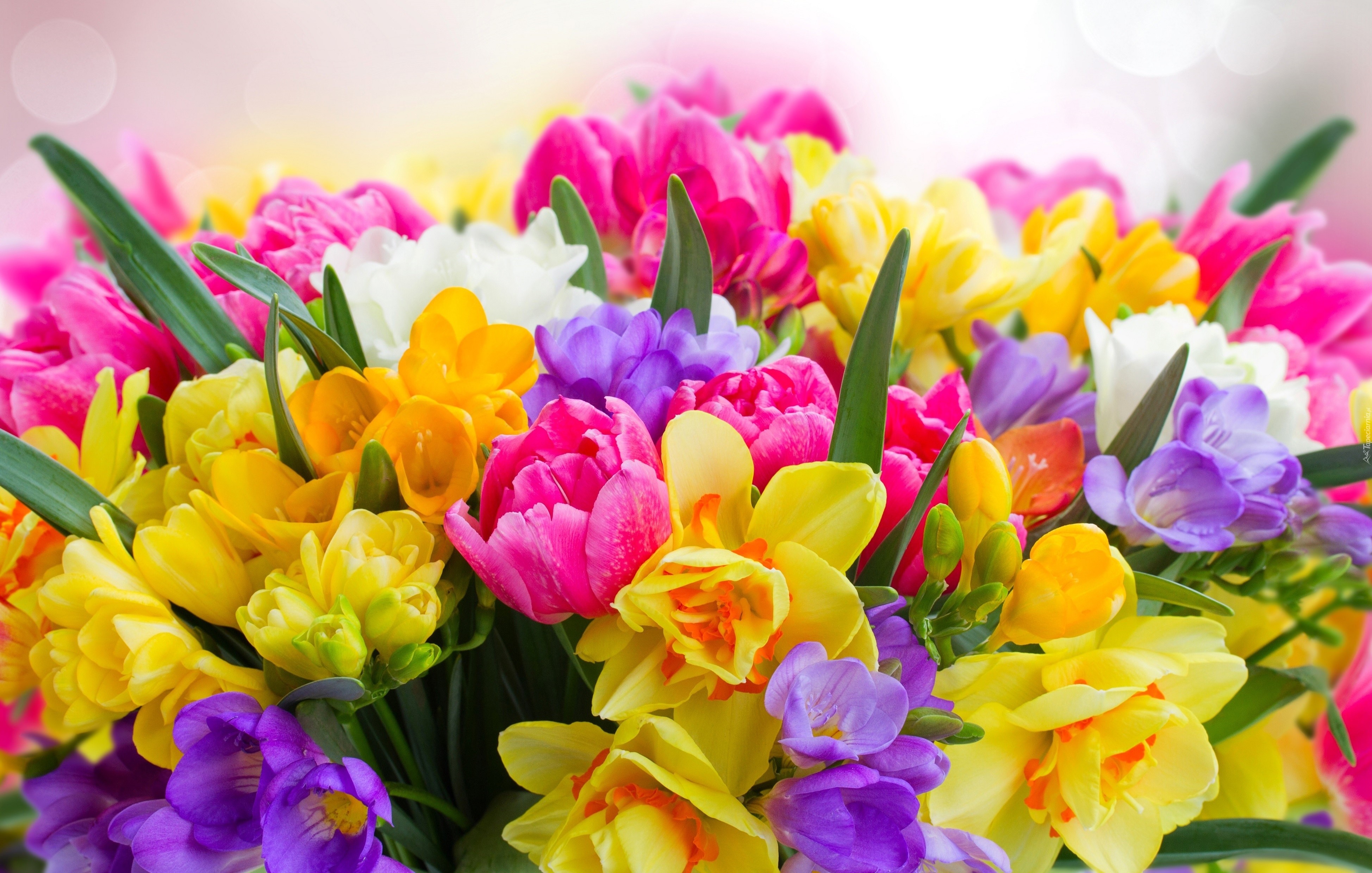 4K Daffodils and Tulips Bouquet HD Wallpaper