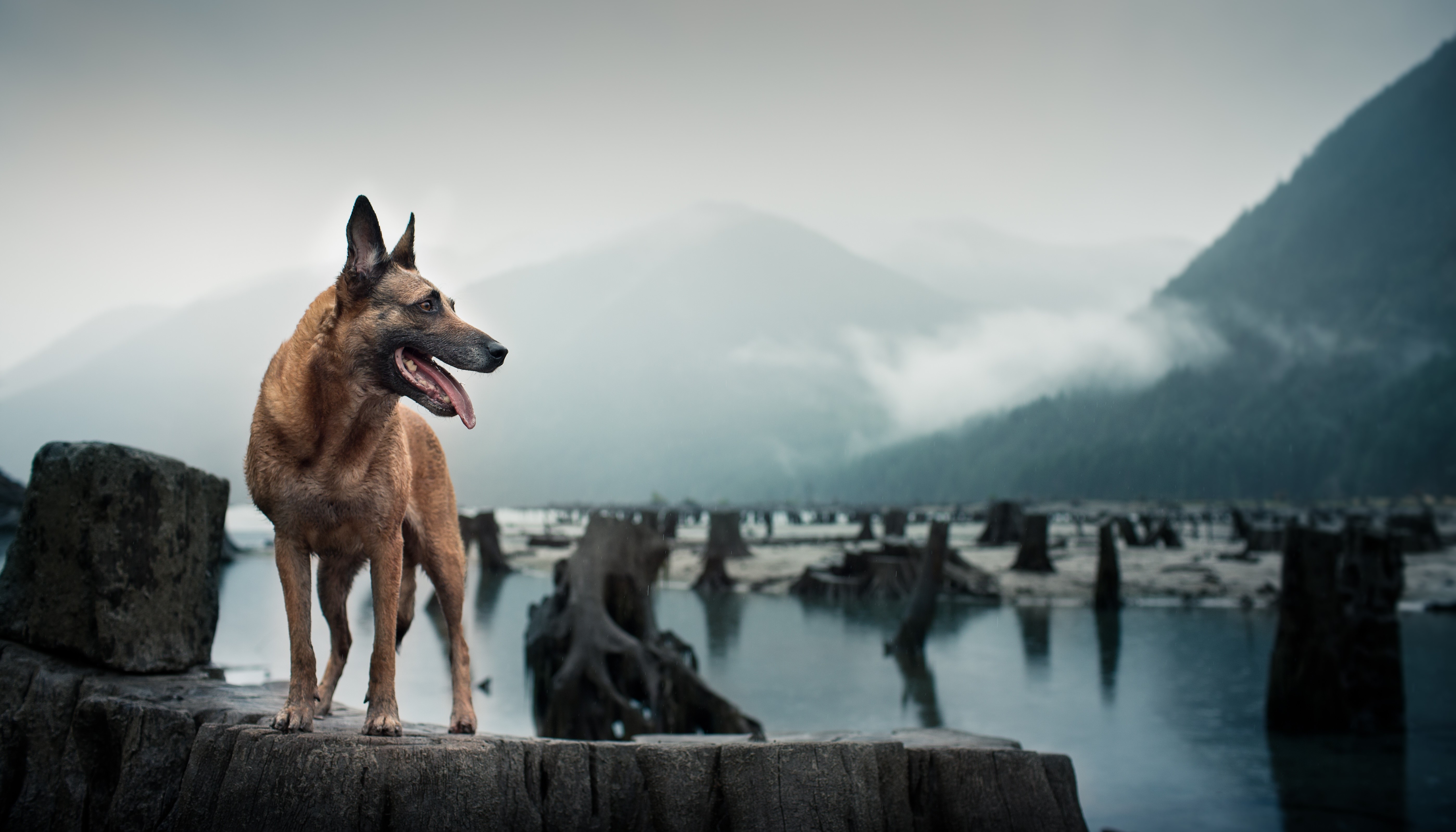 Belgian Shepherd Dog standing on rocks near a lake HD Wallpaper