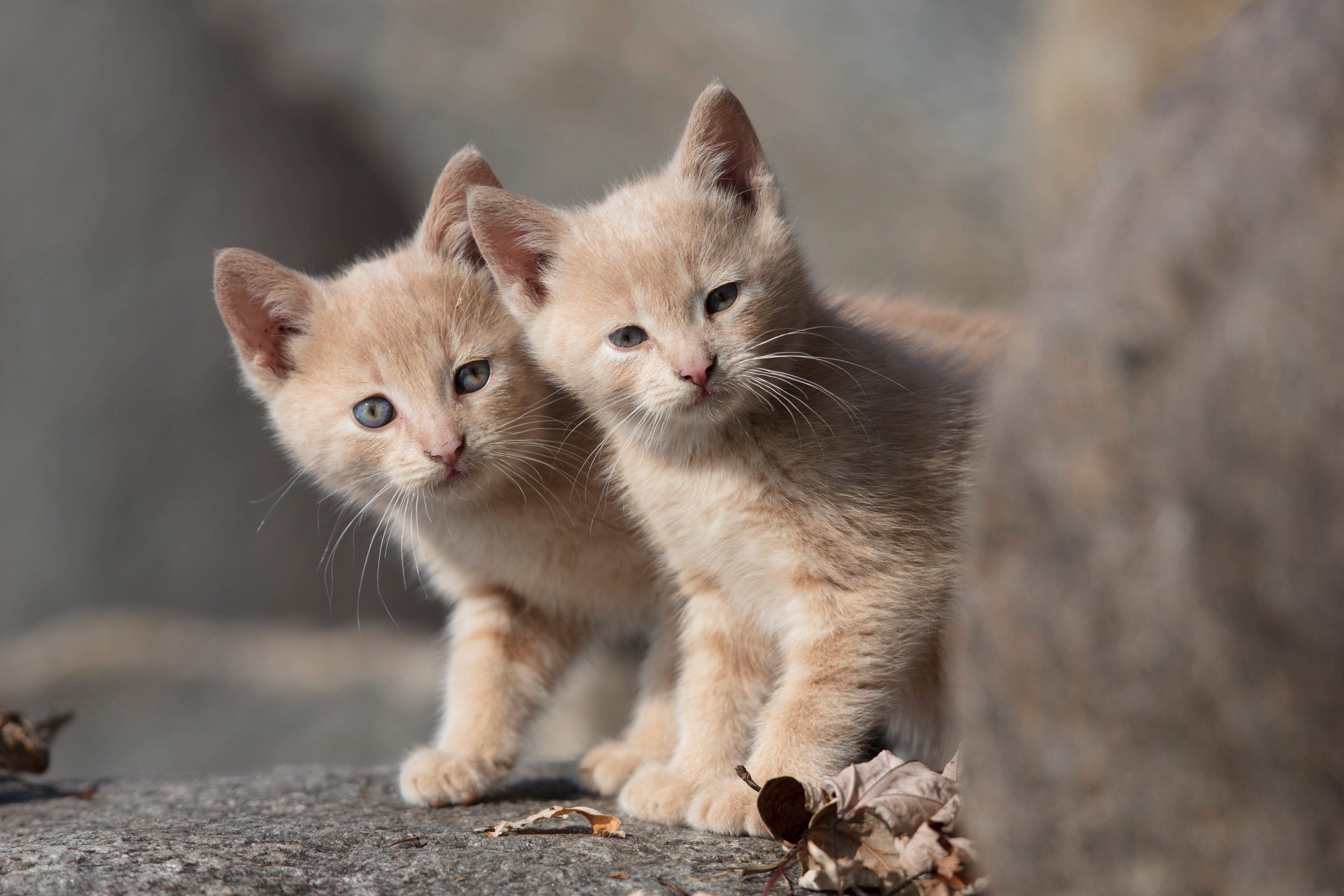 Two light brown kittens on a rock HD Wallpaper