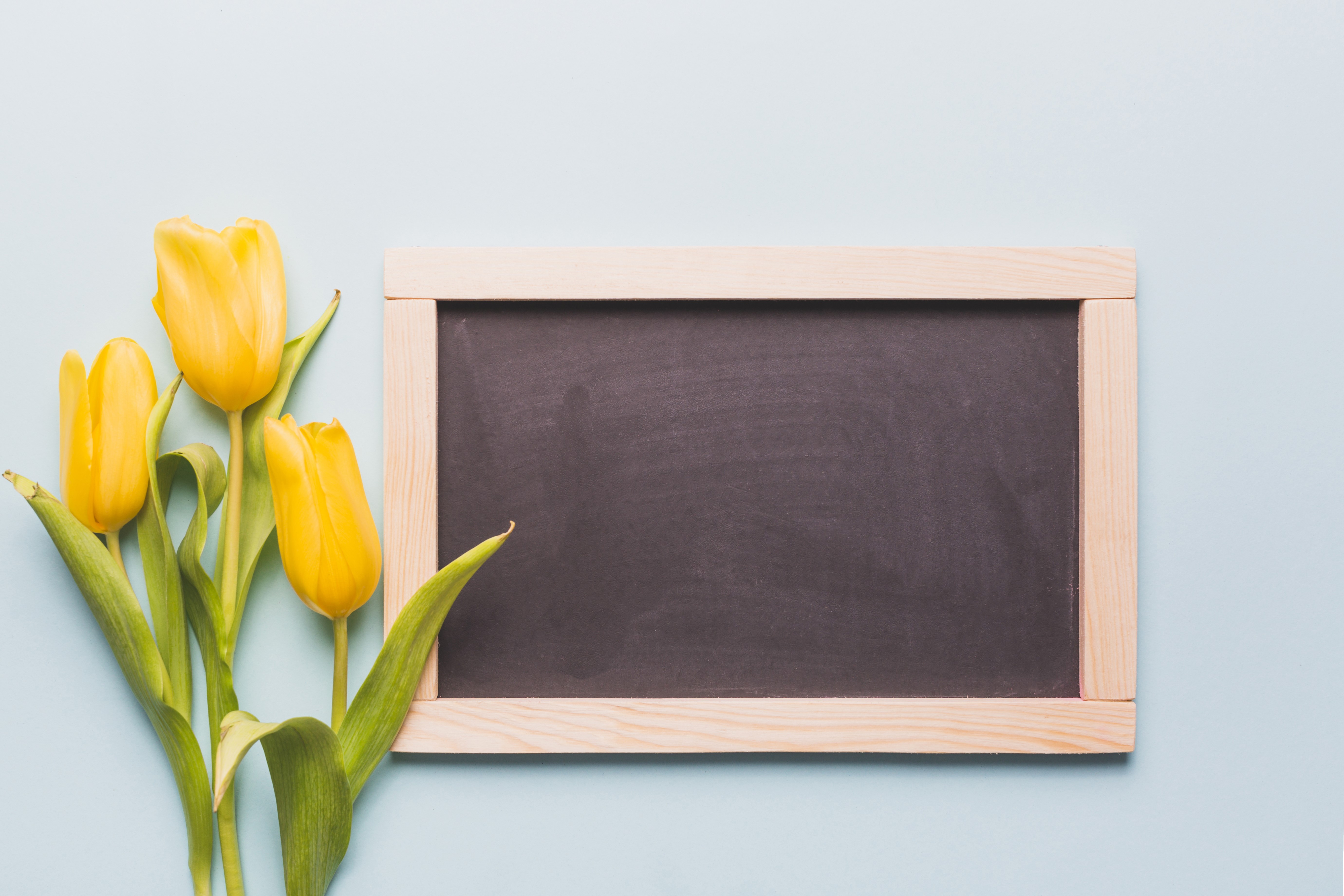 Yellow Tulips and Blackboard on Gray Background HD Wallpaper