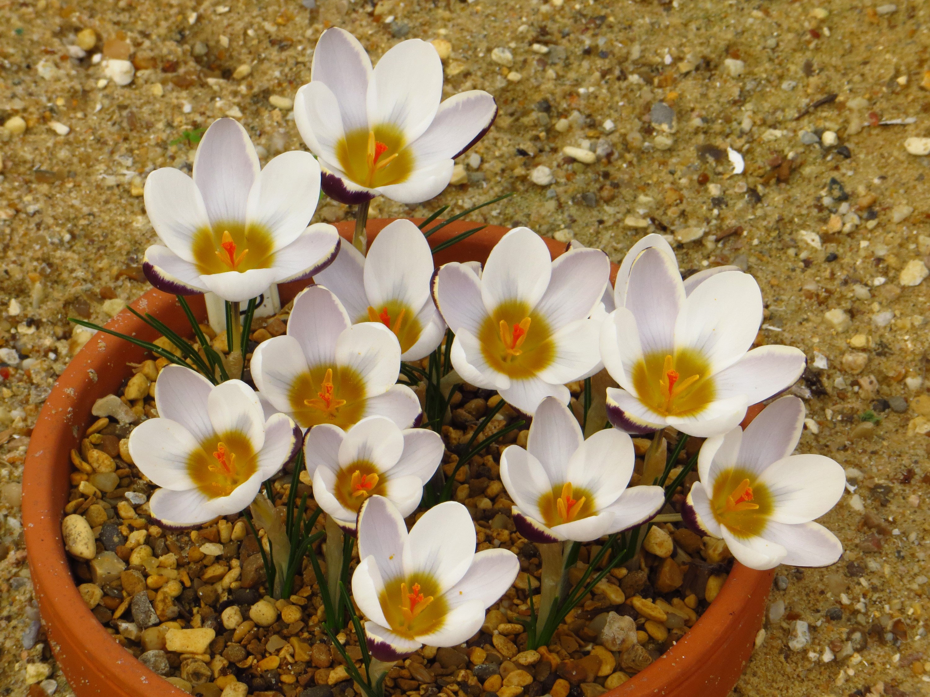 White crocuses with yellow centers in a pot HD Wallpaper