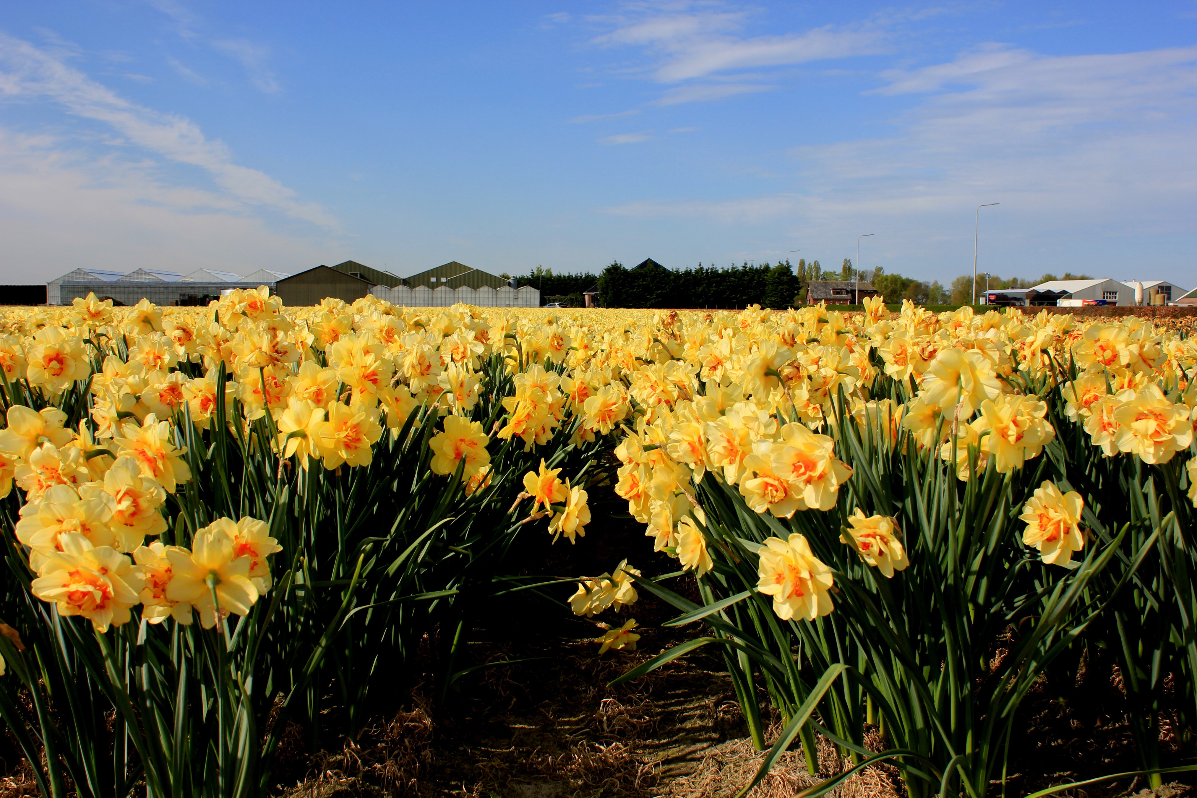 Field of Yellow Daffodils in Hillegom, Netherlands HD Wallpaper