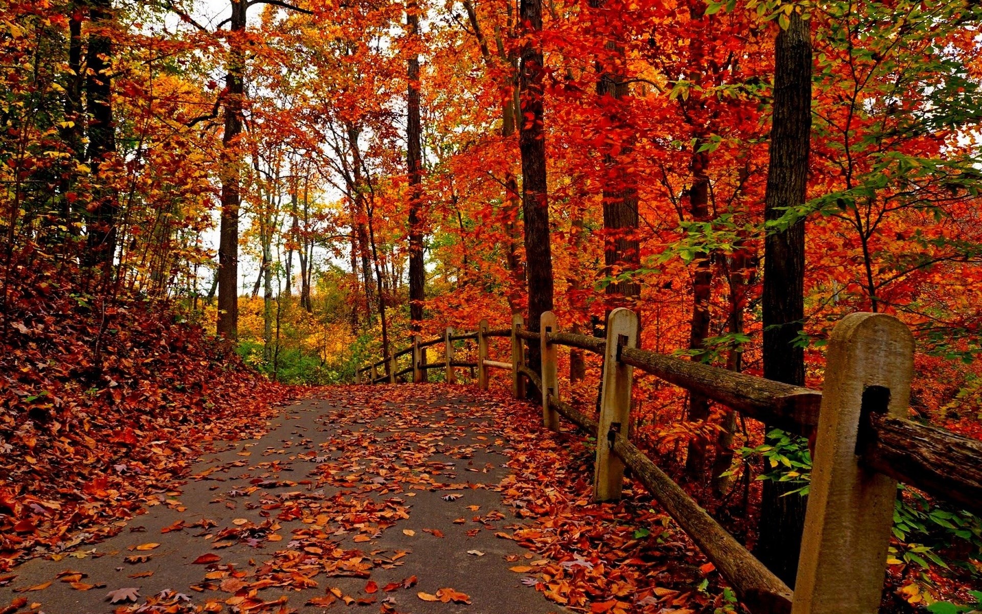 Autumn forest path with wooden fence and fallen leaves HD Wallpaper