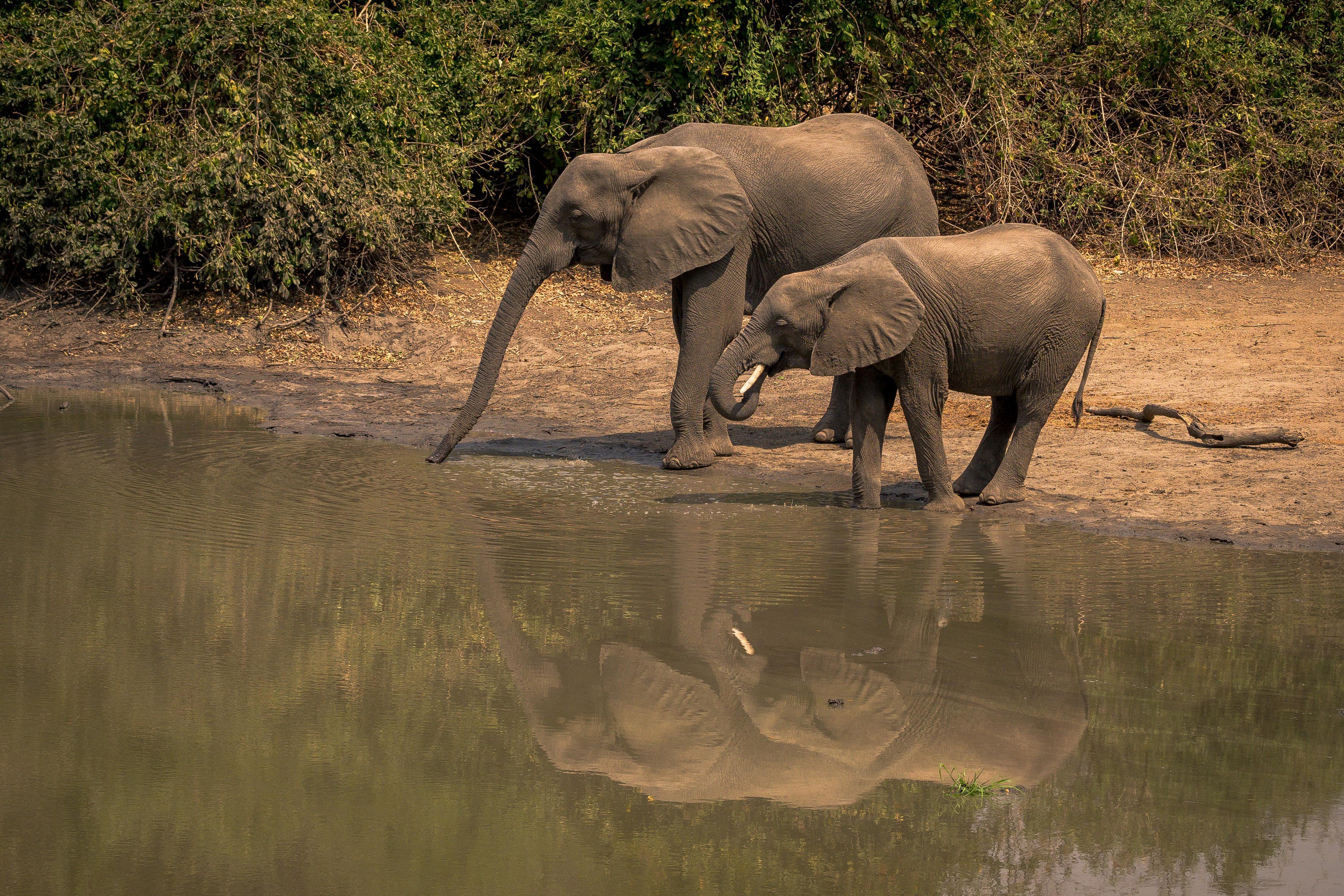 Two elephants drinking water from a river HD Wallpaper
