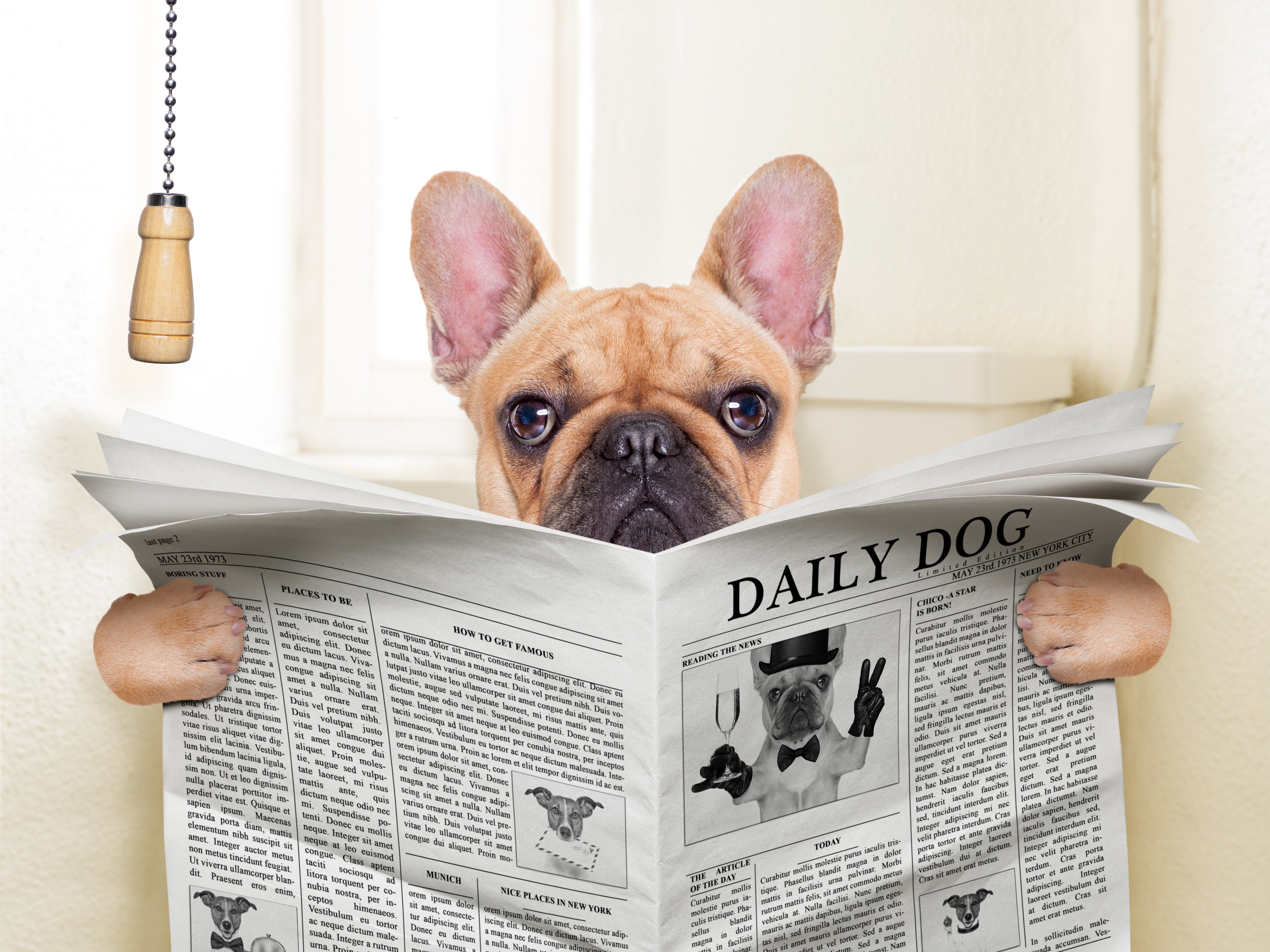 French Bulldog Reading Daily Dog Newspaper HD Wallpaper