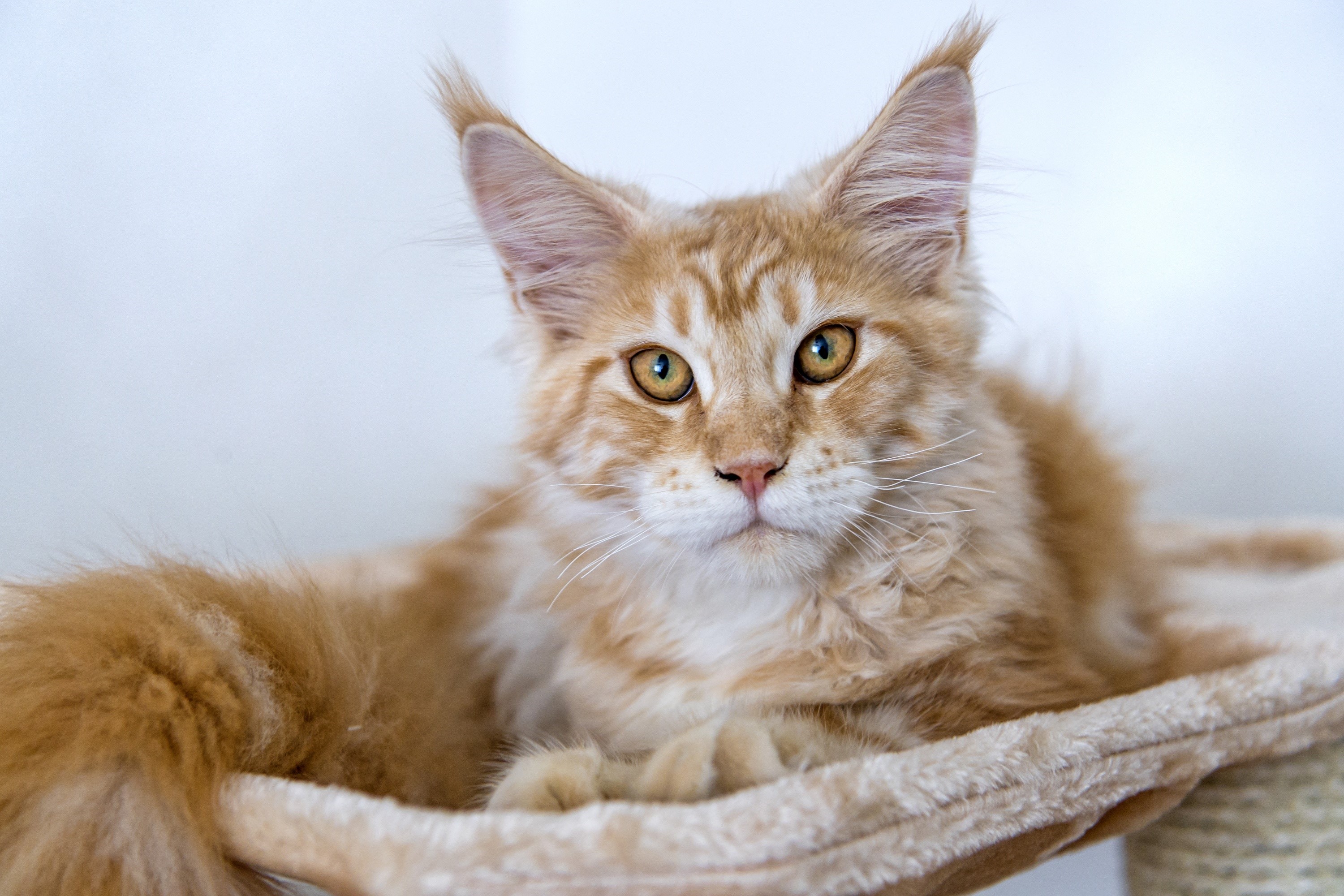 Orange Maine Coon Cat Lying Down HD Wallpaper