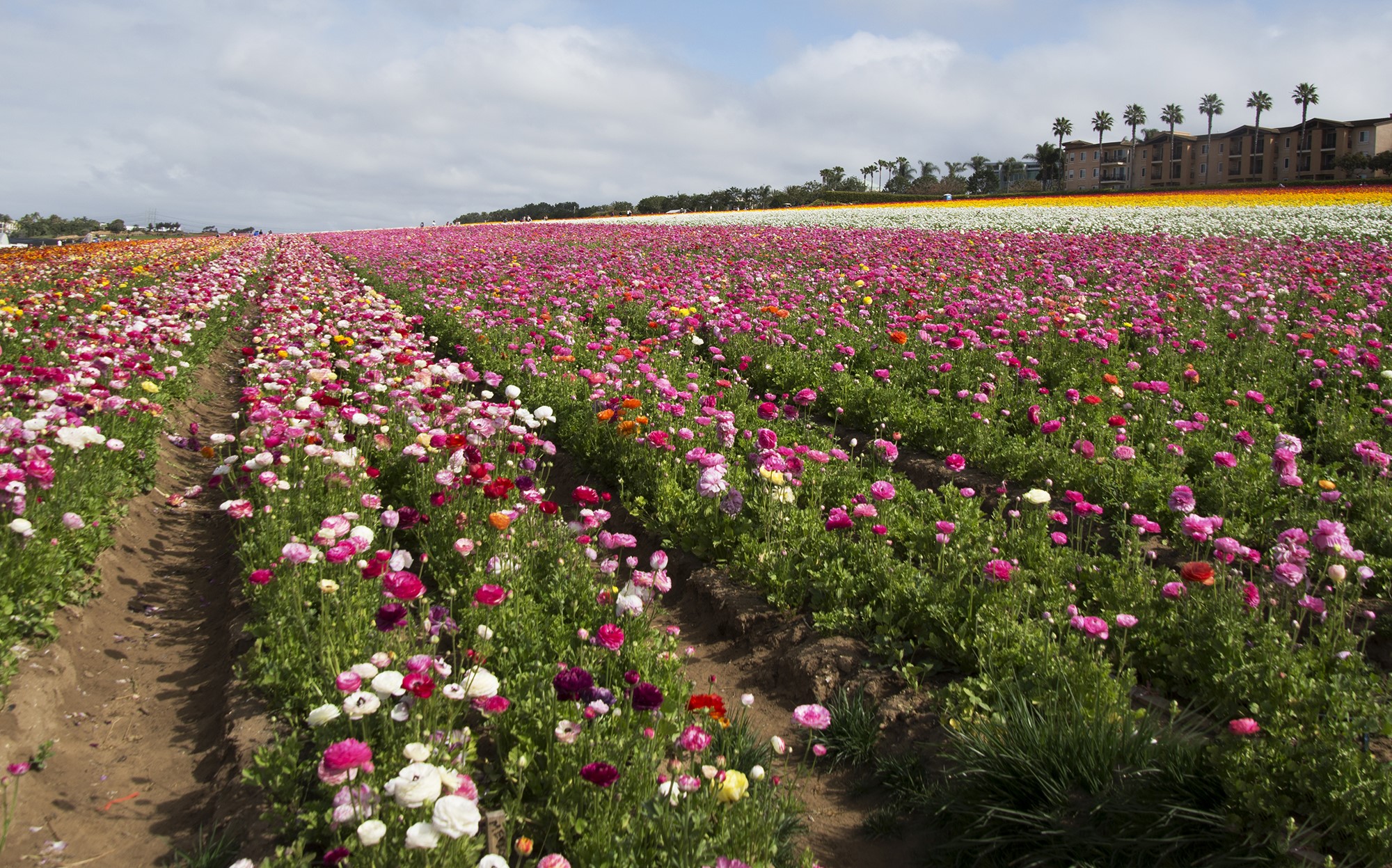 Field of Ranunculus Flowers HD Wallpaper