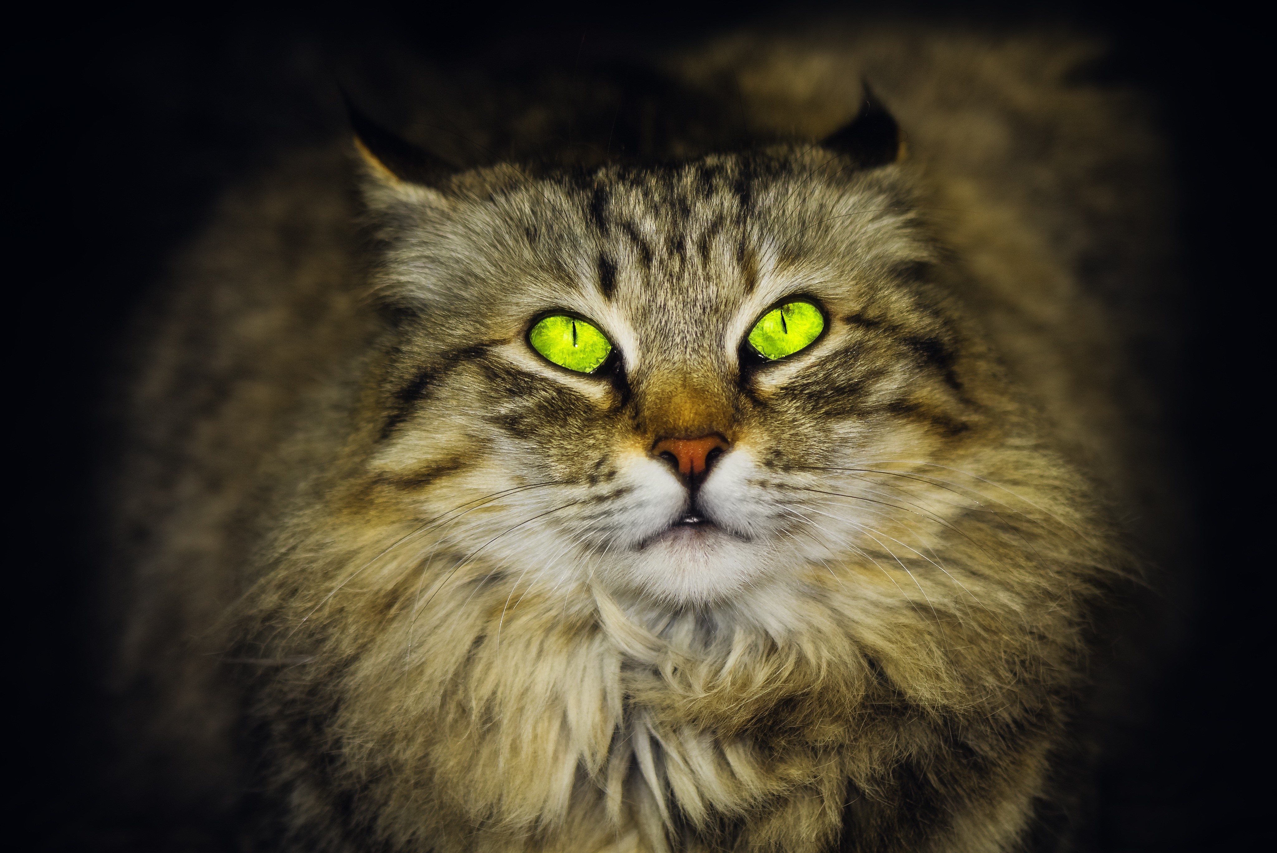 Close-up of a Siberian cat with glowing green eyes HD Wallpaper