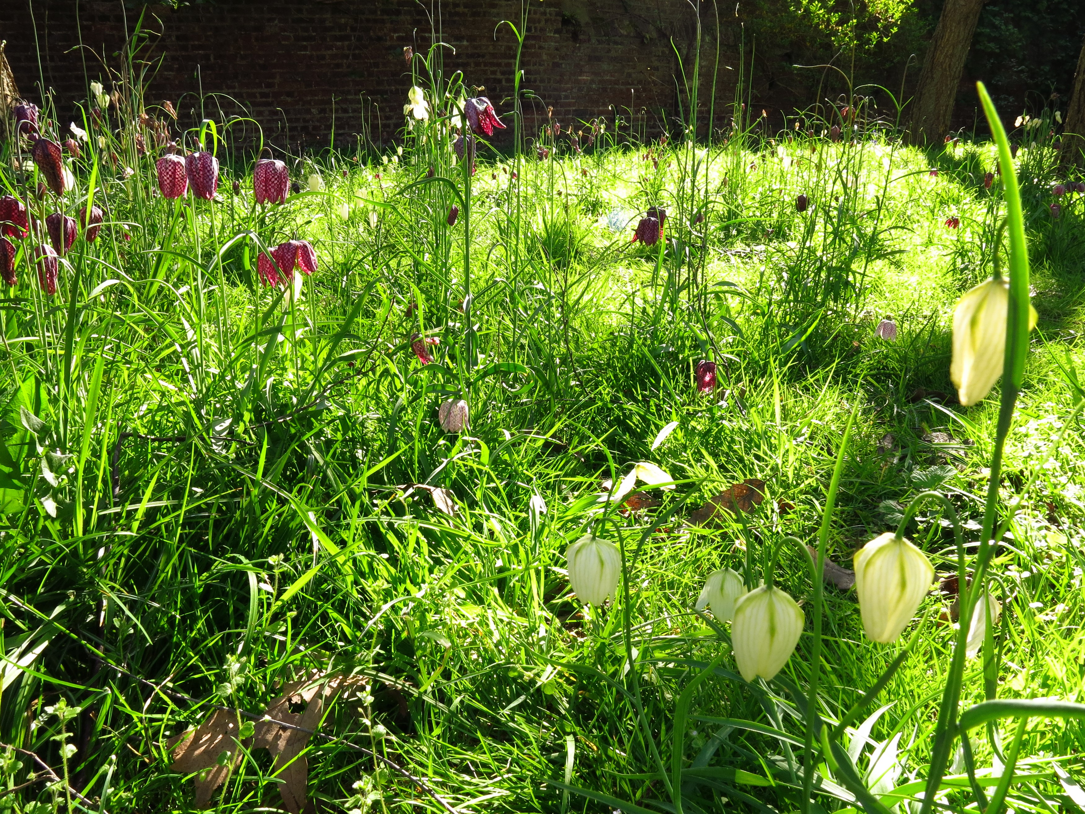 Fritillaria flowers in a grassy garden HD Wallpaper