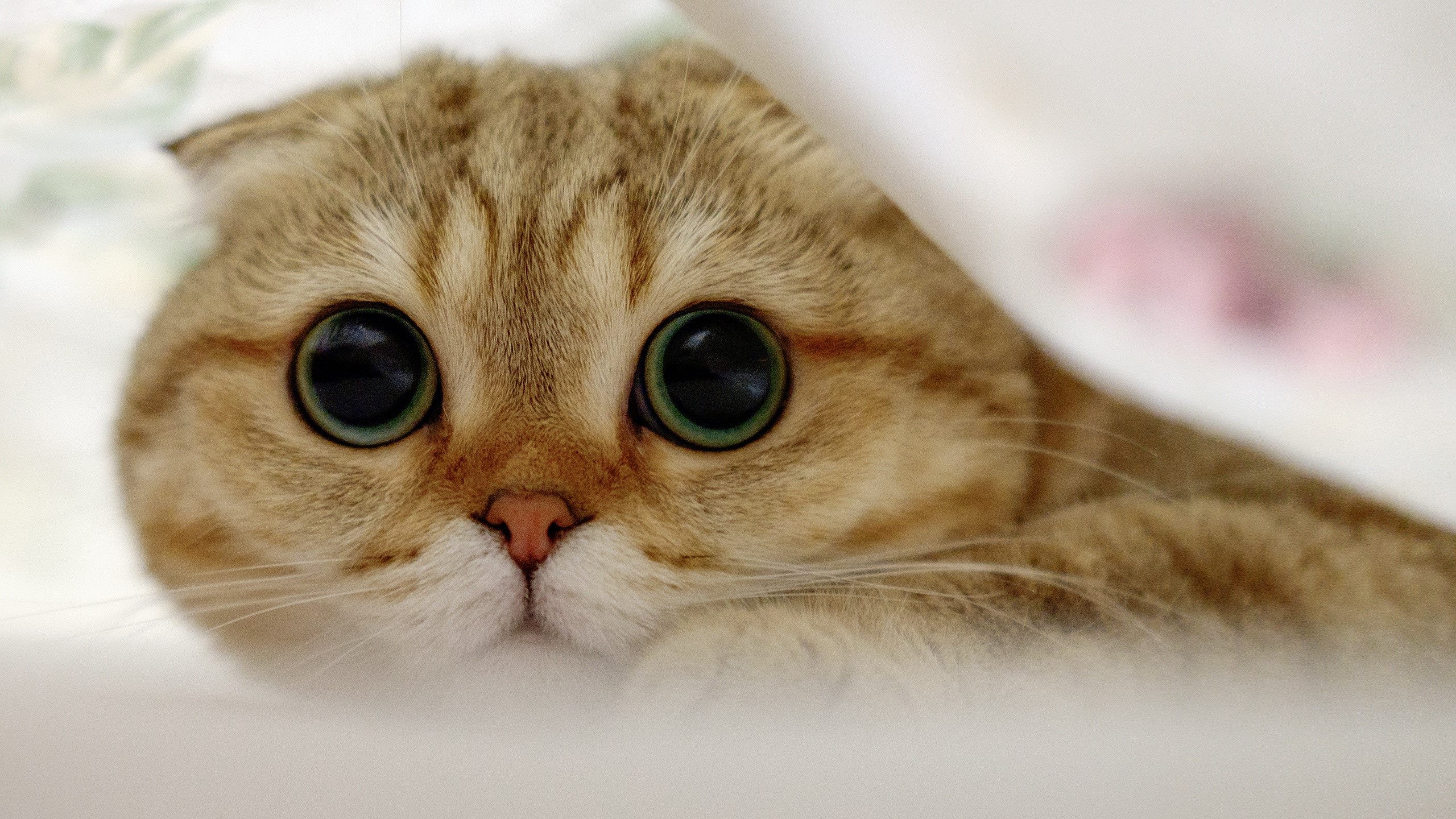 Scottish Fold cat with large round eyes peeking HD Wallpaper