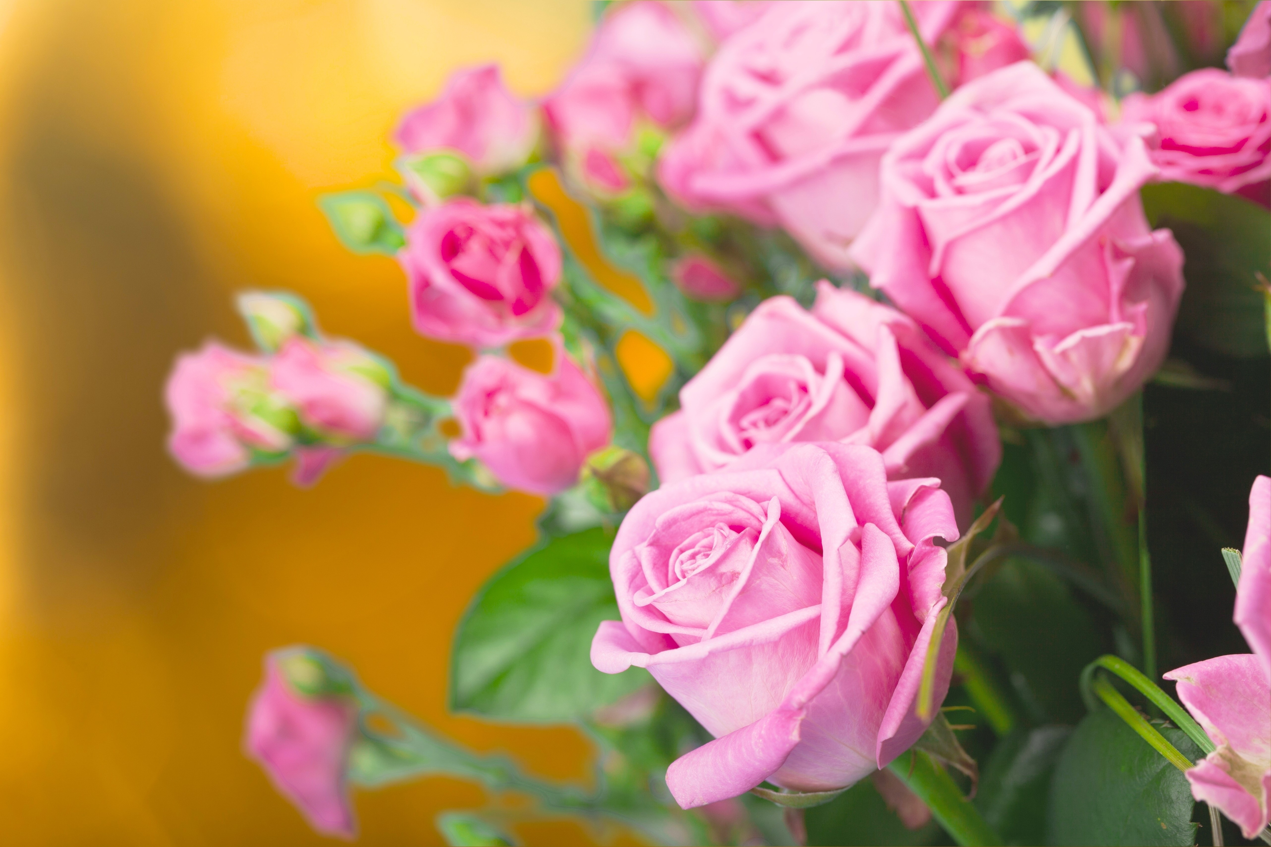 Pink Roses 4K HD Wallpaper