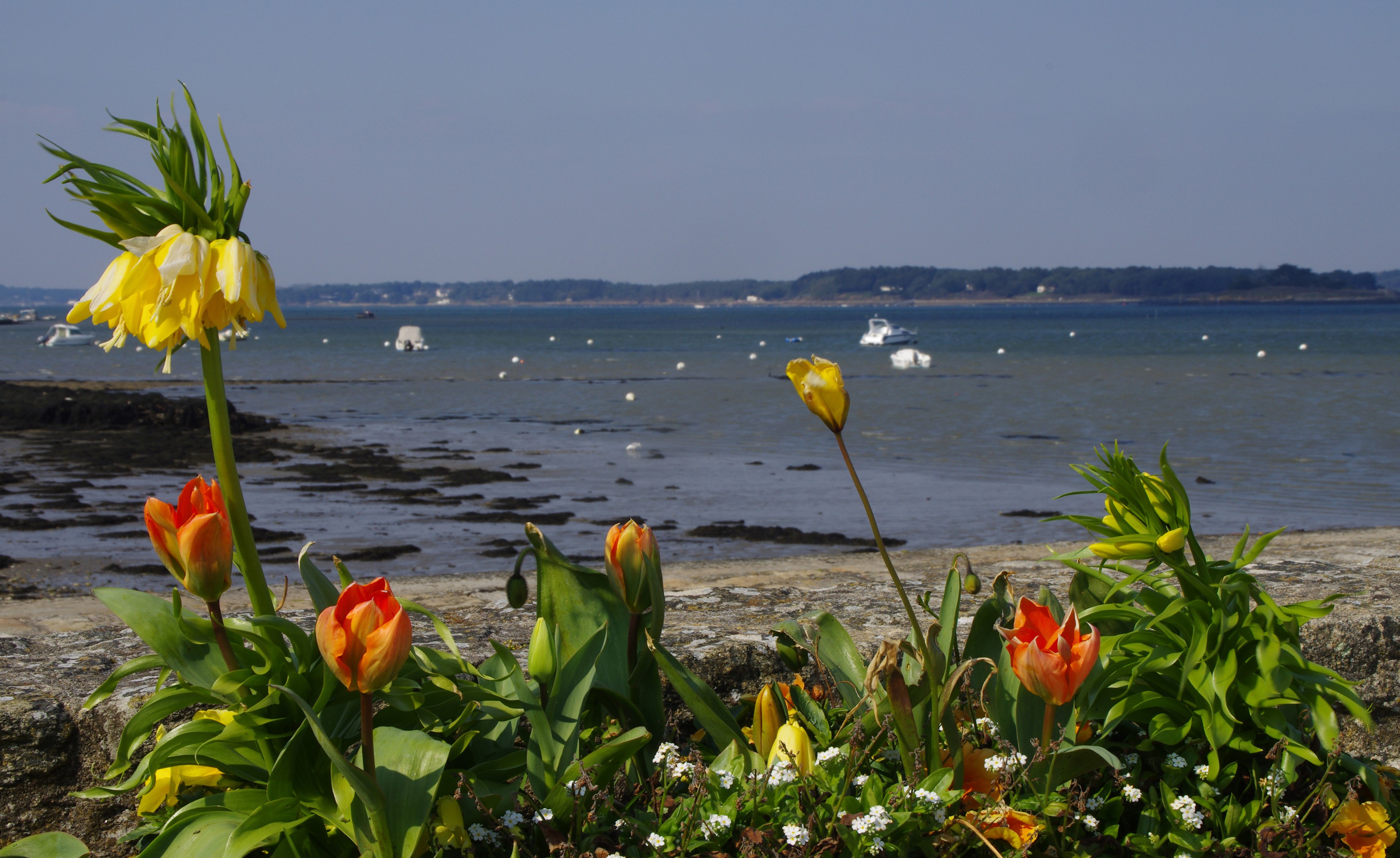 Flowers by the Coast with Boats HD Wallpaper
