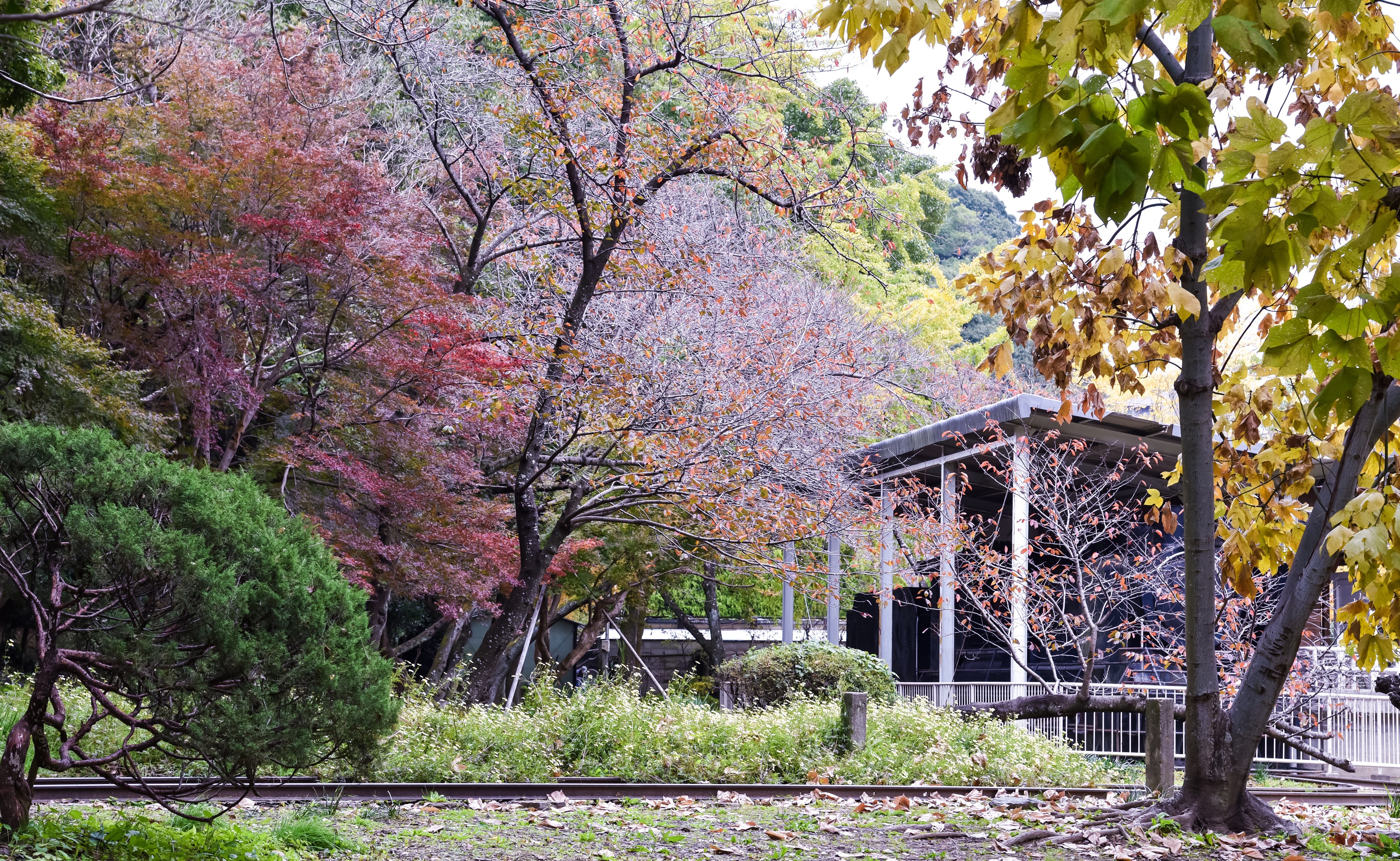 Autumn park with colorful trees and a building HD Wallpaper