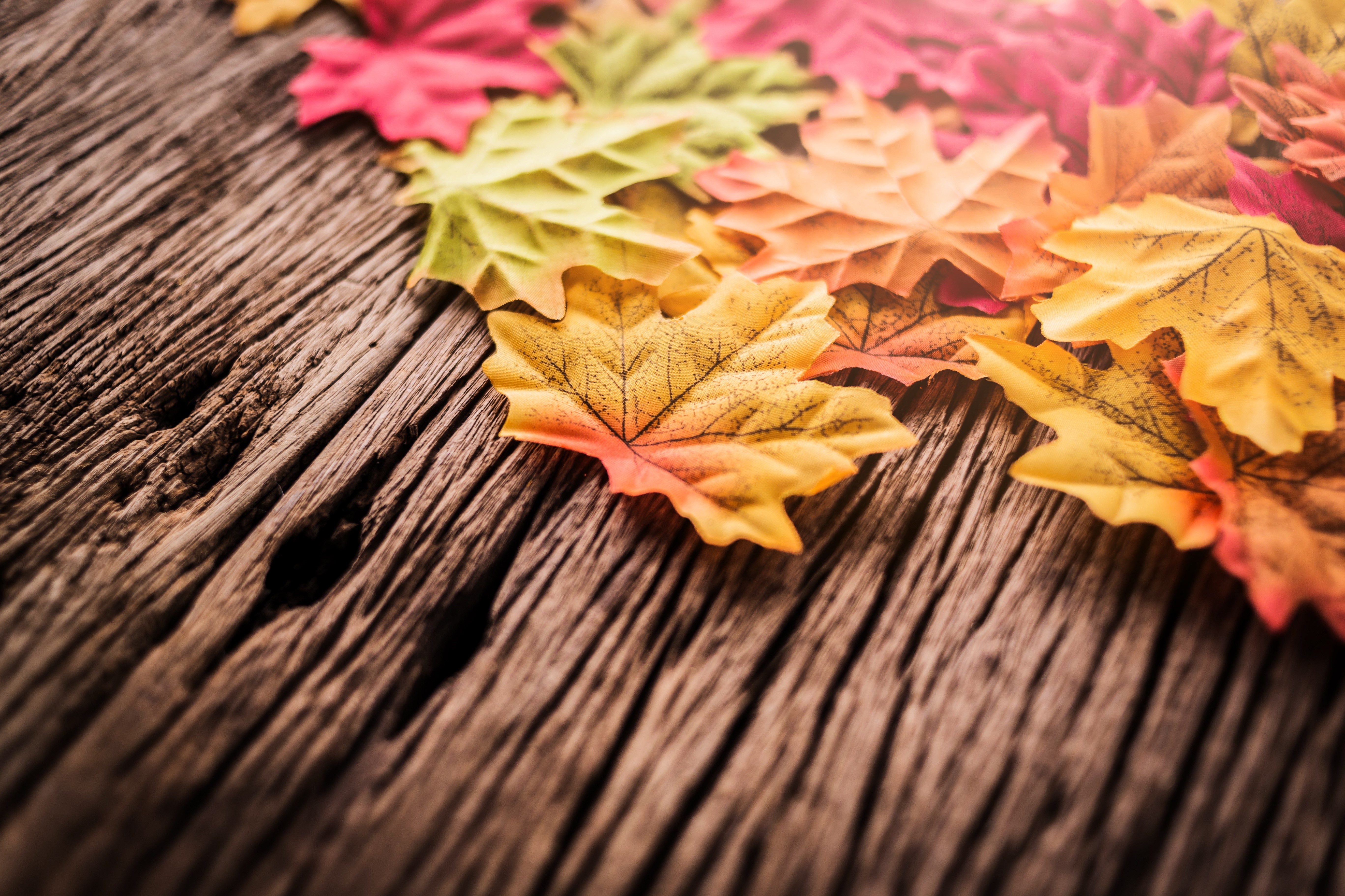 Autumn Maple Leaves on Wood HD Wallpaper