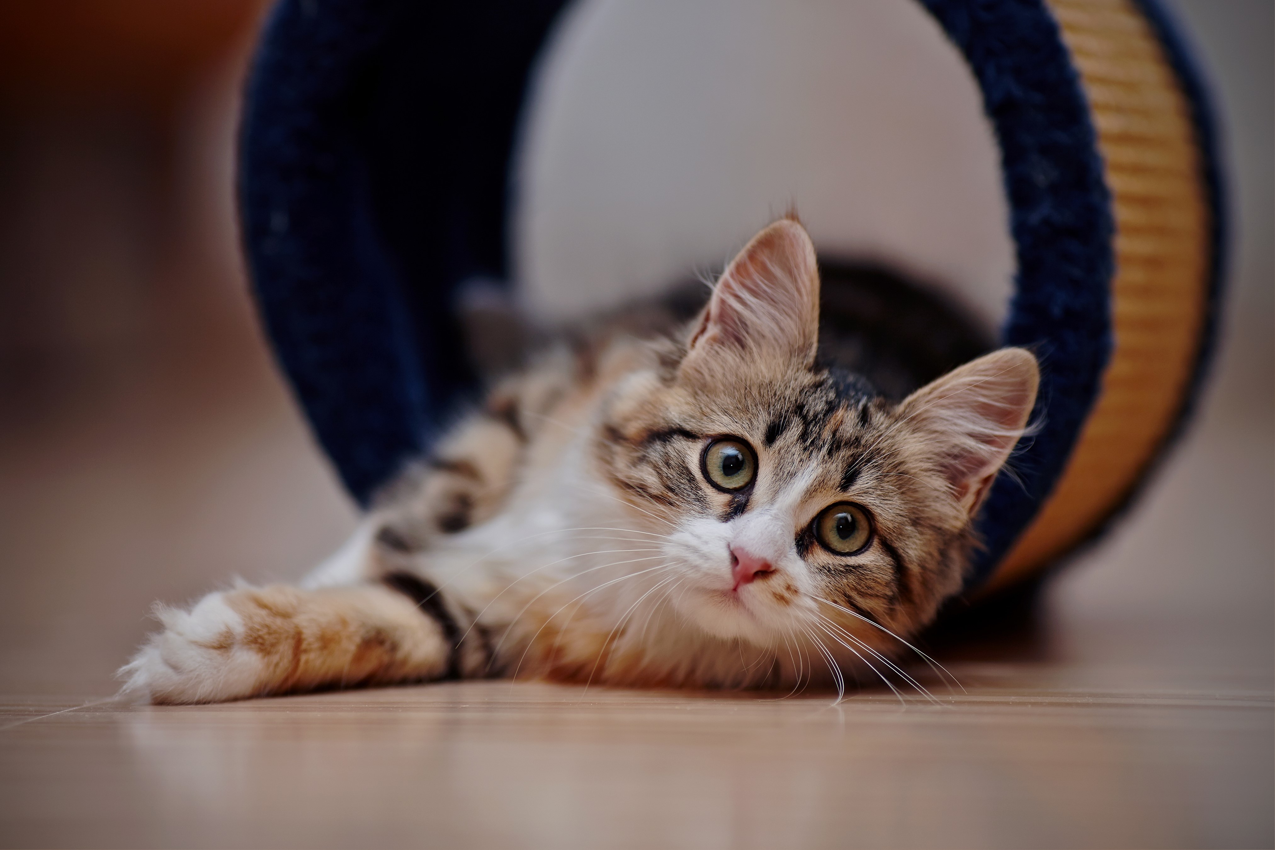 Kitten peeking out of a toy tunnel HD Wallpaper