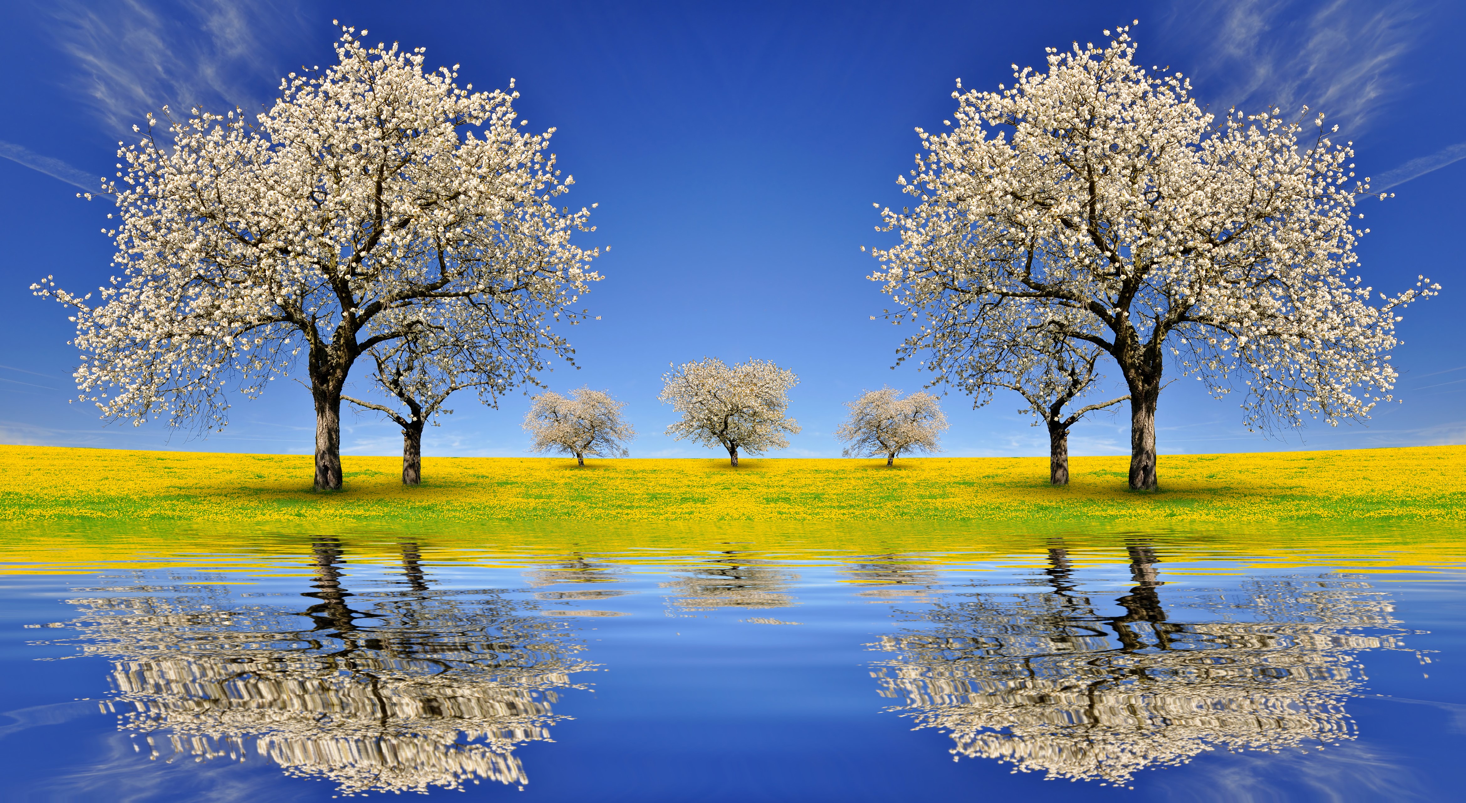 4K Spring Flowering Trees Reflection HD Wallpaper