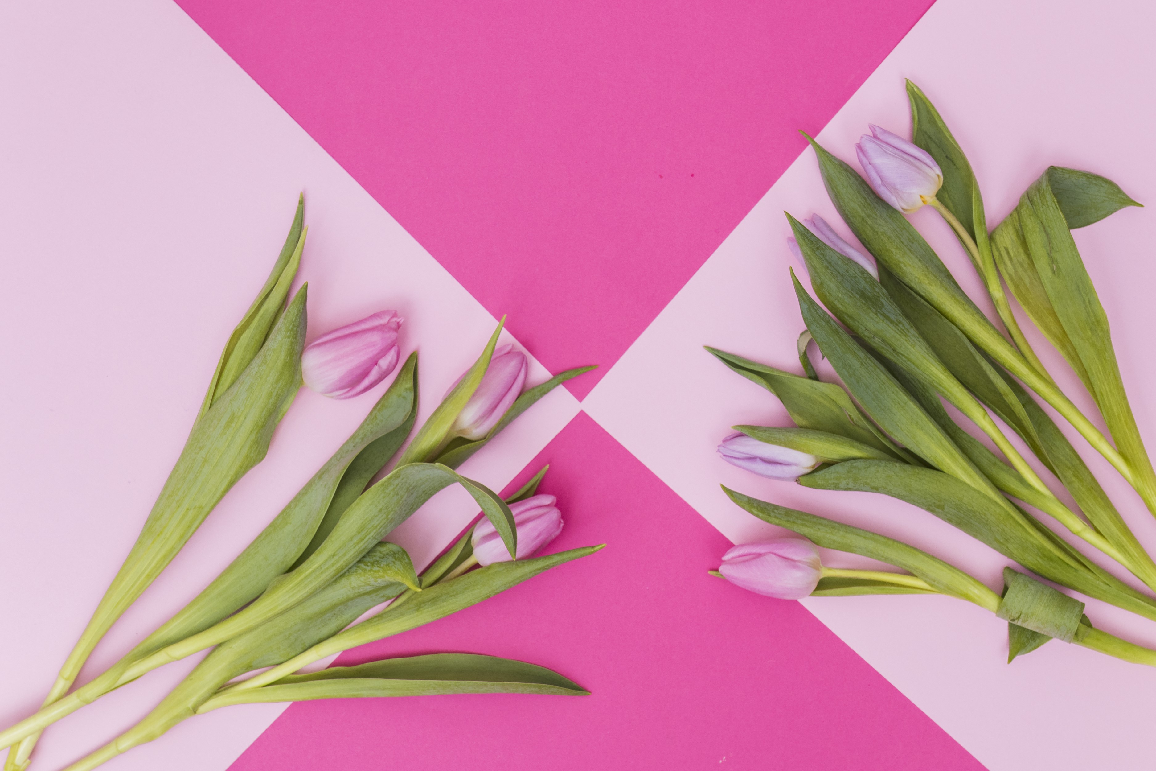 Pink and purple tulips on a pink background HD Wallpaper