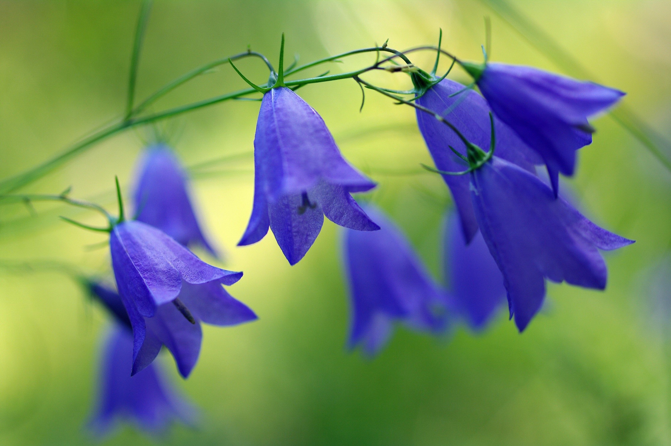 Blue bellflowers on a green background HD Wallpaper